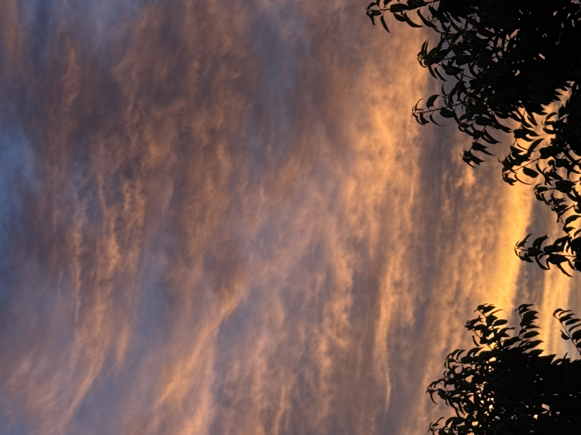 A photograph captures the sky at dusk, painted with swirling clouds in shades of orange, pink, and purple. Silhouetted against this vibrant sky are the dark, leafy branches of trees that occupy the lower portion of the frame. The lighting suggests a sunset or sunrise, with the last rays of sunlight illuminating the clouds from below. The scene is devoid of any people, buildings, or identifiable landmarks, making it a general landscape rather than a specific city location.