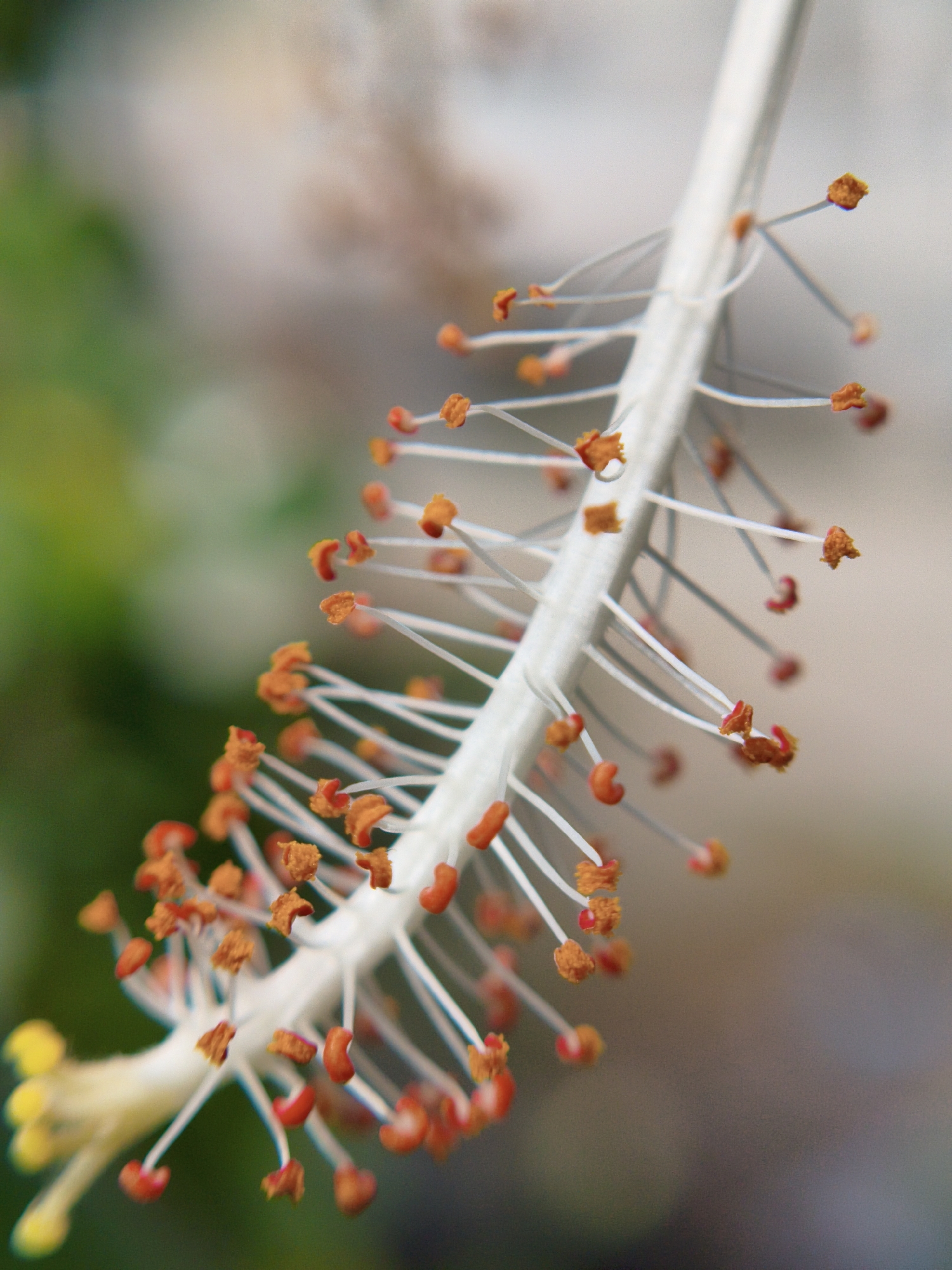 This is a detailed macro photograph focusing on the reproductive organs of a flower, likely a species of hibiscus, set against a softly blurred natural background. The central subject is a prominent, thick white stalk, likely the staminal column or style. Extending from this main stalk are numerous delicate, thin white filaments, each terminating in a small, textured anther vibrant with orange and reddish-orange pollen. These filaments and anthers are densely packed along the length of the stalk, curving slightly outwards. Towards the bottom-left of the image, larger, distinct yellow structures, likely stigmas, are visible at the end of the flower's pistil, suggesting the base of the reproductive column.
The depth of field is very shallow, rendering the background into a smooth, abstract blur (bokeh). The left side of the background features soft green tones, indicative of foliage, while the right side displays lighter, more neutral, and slightly warmer hues, possibly distant leaves, sky, or other environmental elements. The lighting appears natural and bright, illuminating the intricate details of the flower's structures. There is no discernible activity taking place, nor any visible text or specific weather conditions. The photograph was taken in Lhokseumawe, Indonesia.