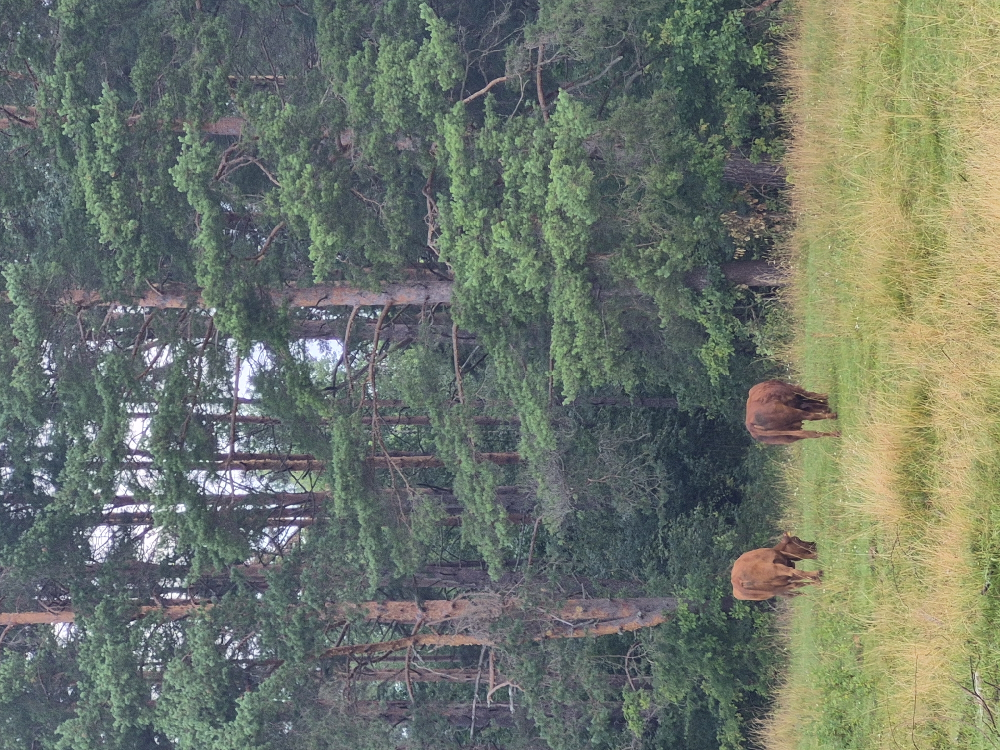 The image depicts a pastoral scene in Tsirgumäe, Estonia. In the foreground, two brown cows are grazing in a grassy meadow. The meadow is characterized by tall, dry grass with scattered white flowers. Behind the meadow, a dense forest of tall pine trees dominates the landscape. The trees are of varying heights and thicknesses, with some exhibiting a reddish-brown bark. The canopy of the forest is lush and green, creating a shaded backdrop. The overall atmosphere is serene and natural, suggesting a rural or wilderness setting.