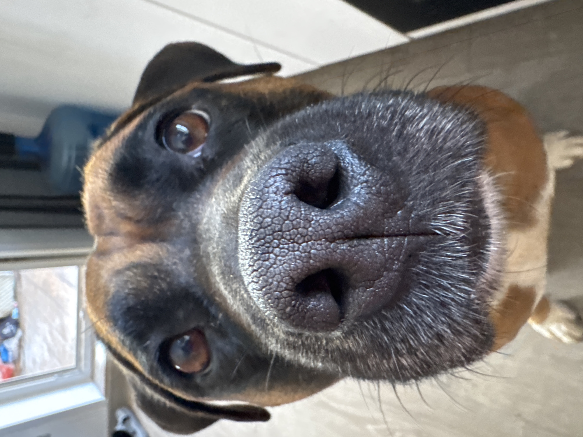 The image is a close-up, low-angle shot of a boxer dog's face, filling most of the frame. The dog has brown fur with black markings on its face and ears. Its eyes are dark brown and appear curious. The dog's nose is prominent, with a textured, black surface and visible whiskers. Part of its chest, with white and tan fur, is visible at the bottom. The background is out of focus, showing hints of an indoor setting with a window on the left and a blue water cooler or bottle on the right. There is no indication of the city of Chaikovsky, Russia, in the image.