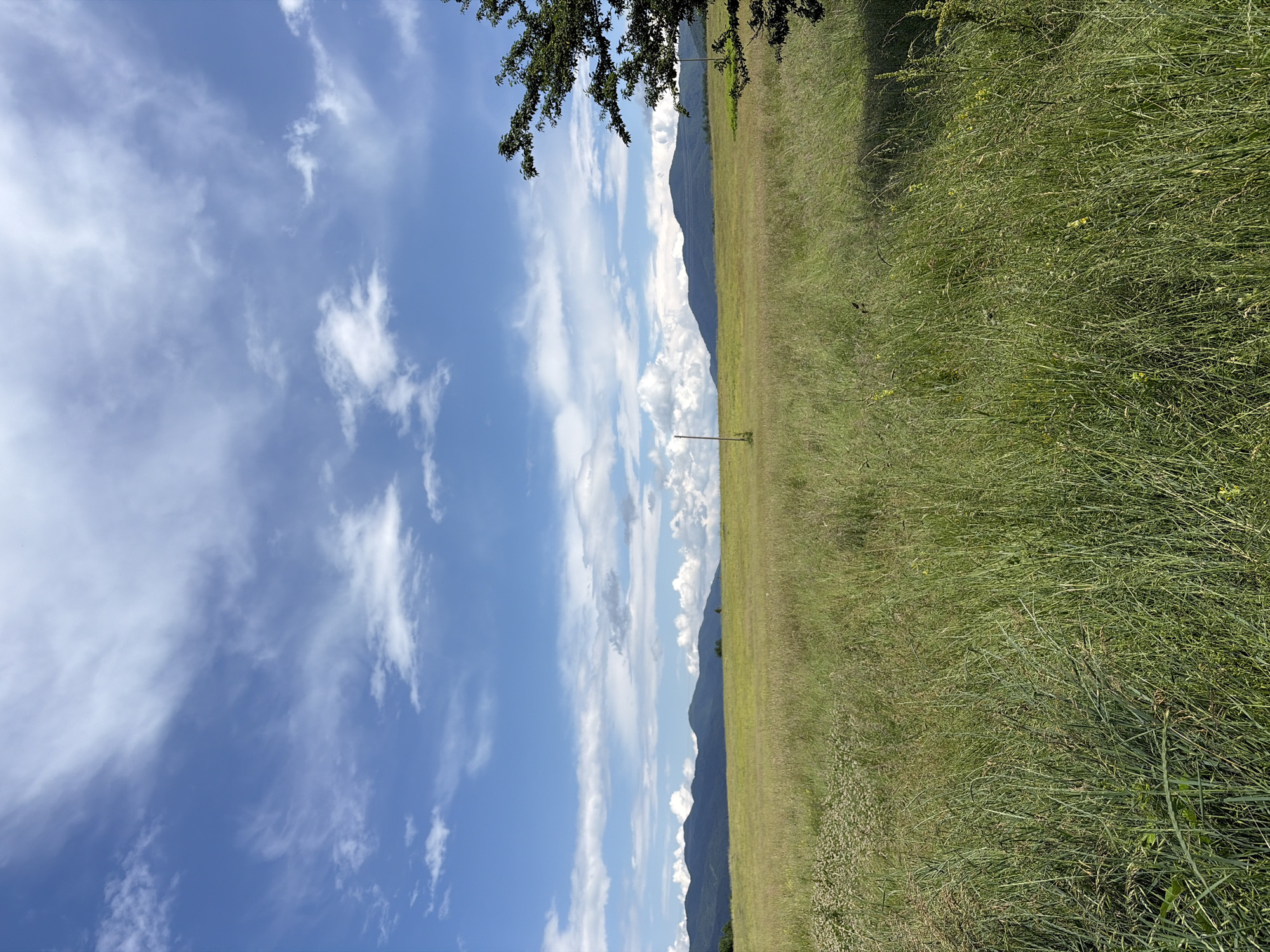This image depicts a wide-angle landscape scene located in Razliv, Bulgaria, under a clear blue sky with varied cloud formations. The upper half of the frame is dominated by the sky, featuring wispy, high-altitude clouds (cirrus and cirrocumulus) transitioning to more defined, puffy white cumulus clouds along the horizon.
The midground and foreground consist of an expansive field of tall, uncultivated green grass, exhibiting variations in height and density. Patches of lighter green and some yellow-tinged vegetation are interspersed throughout. In the lower-left foreground, clusters of small white flowering plants are visible. Two slender wooden poles, consistent with utility or fence posts, stand vertically in the field; one is positioned left of center, and another is further right, partially obscured.
A range of dark green, undulating mountains forms the backdrop, stretching across the horizon beneath the clouds. The mountains appear forested and recede into the distance. On the far right of the frame, a portion of a dark green deciduous tree with dense foliage is visible, extending into the image from the upper-right corner and casting a subtle shadow into the lower-right foreground. No human figures, animals, or artificial structures other than the two poles are present. The scene is illuminated by natural daylight.