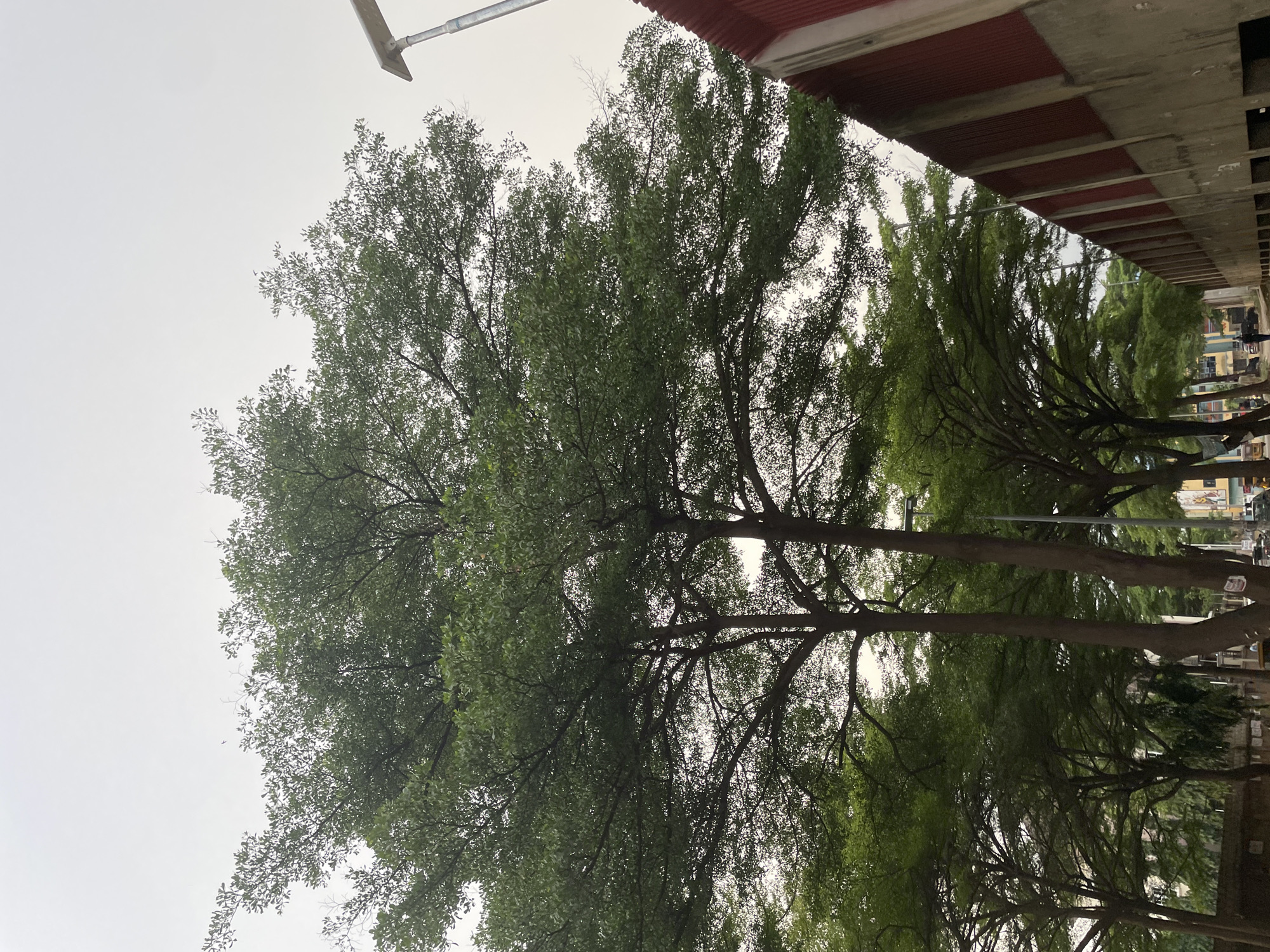 This photograph depicts a street scene in Abuja, Nigeria, under an overcast sky. The foreground is dominated by a large, lush green tree with intricate branches extending across the frame. To the right, a red-and-concrete wall runs diagonally into the distance, with a lamppost visible above it. Behind the prominent tree, a line of smaller trees forms a dense canopy, suggesting a park or a tree-lined avenue. In the background, buildings and more trees are visible, hinting at an urban environment. A few individuals and vehicles can be discerned on the street, indicating activity, but they are small in the frame and not the primary focus. The overall impression is one of a verdant, possibly public space within the city.