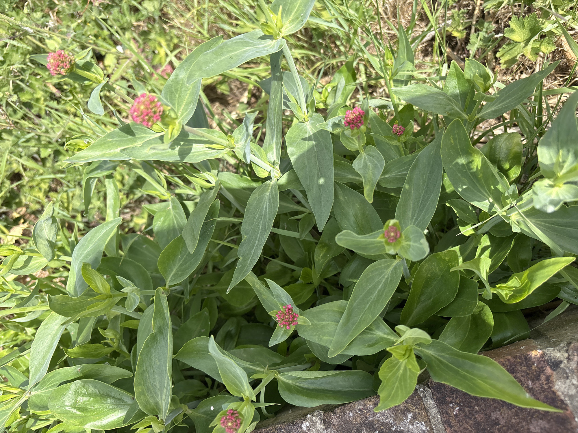 In an outdoor setting, a close-up shot focuses on a cluster of green plants with small, pinkish-red flower buds. The plants have broad, lanceolate leaves that are a vibrant green, some with a slight sheen. The flower buds are tightly packed in spherical clusters at the tips of some stems. The background consists of out-of-focus greenery and grass, suggesting a garden or wild natural area. The lighting appears to be natural sunlight, casting shadows and highlighting the textures of the leaves. A small section of a brick structure is visible in the lower left corner of the image.