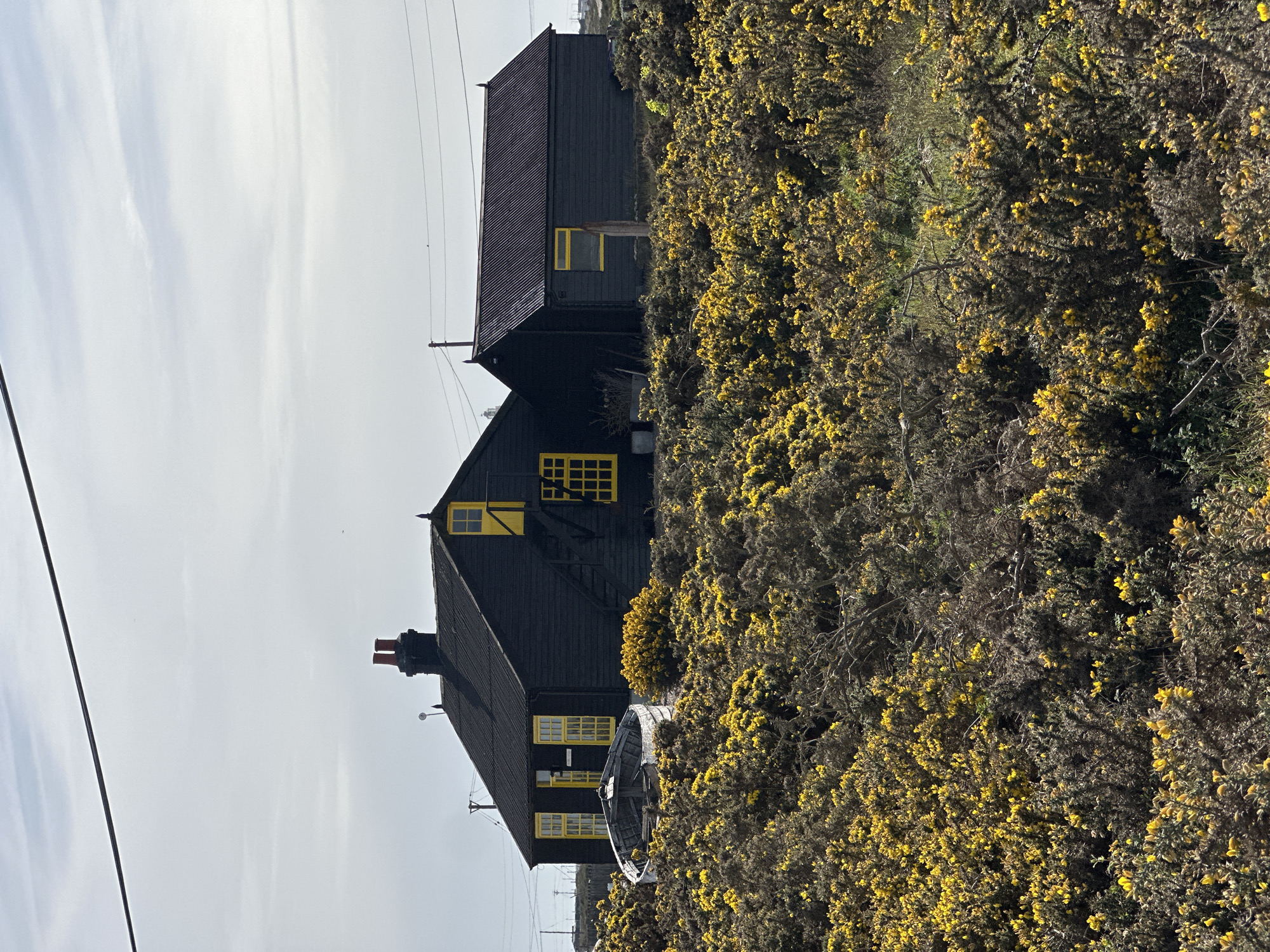 The image shows a cluster of black wooden buildings with yellow window frames, nestled amidst dense bushes with yellow flowers. The structures appear to be houses or sheds. A partially visible boat is also situated between the bushes. Overhead power lines are visible against a light sky. The location is most likely the Dungeness coast in the Folkestone and Hythe District, United Kingdom.