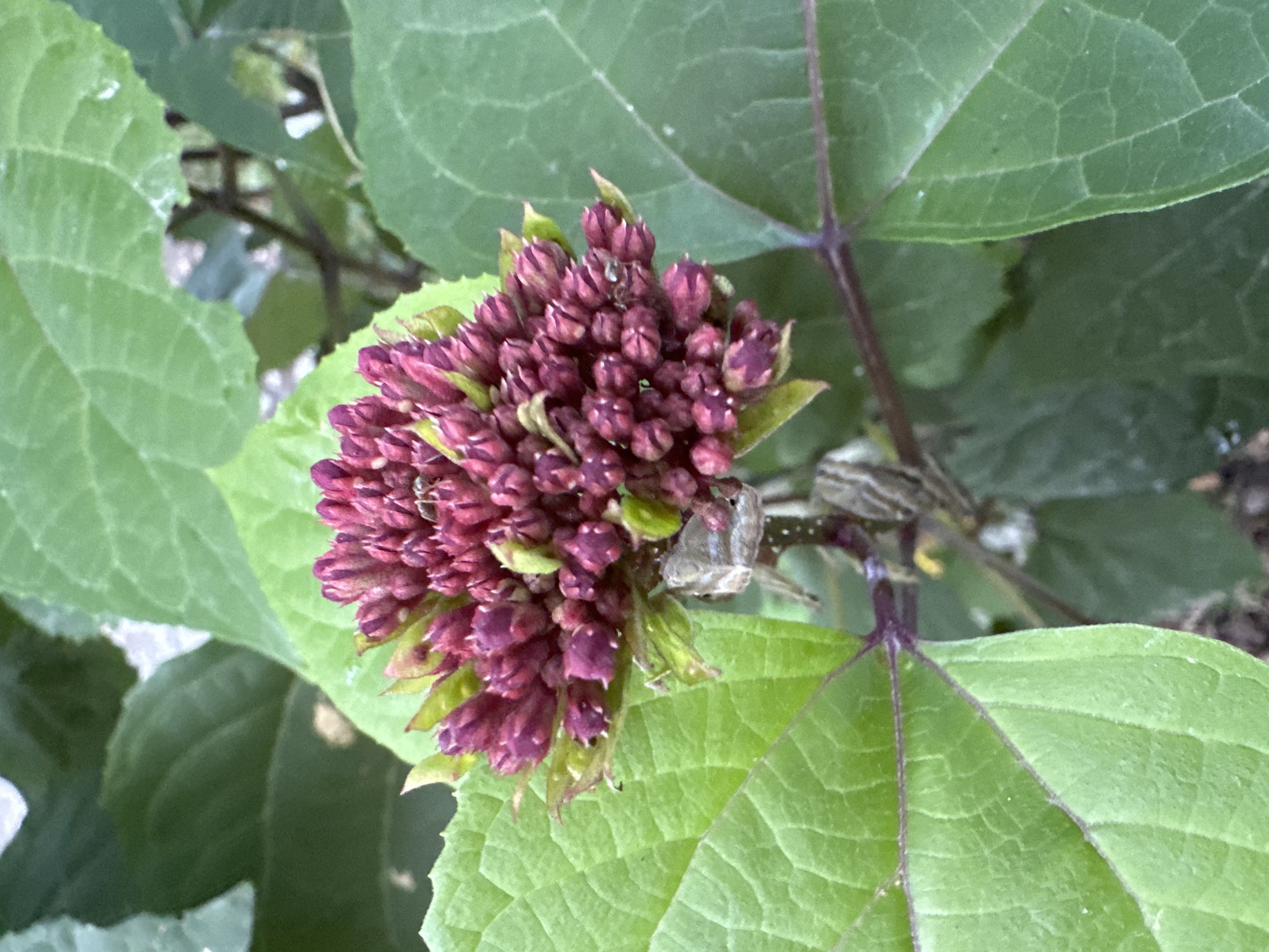 A cluster of small, dark pink flower buds, some with hints of green, are densely packed together. They are surrounded by large, bright green leaves with visible veins. The stem supporting the buds is brown and rough, with some lighter colored sections. The background consists of more green foliage. The image appears to be taken outdoors in a natural setting, possibly a garden or park. The image was taken in the city of Bol'shoi Kichmai, Russia.