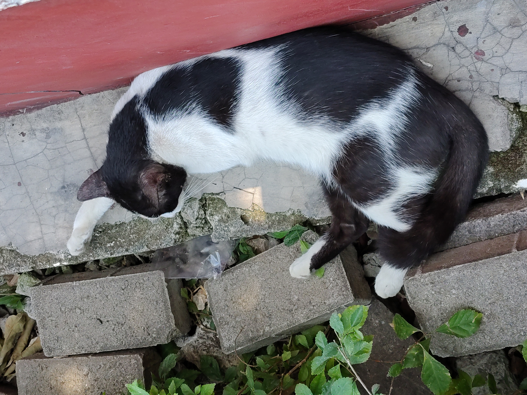 A black and white cat is sprawled out on a weathered concrete surface next to a red-painted ledge, appearing to rest. Behind the cat, several grey concrete bricks are arranged, with green foliage growing amongst them. A crumpled piece of clear plastic is visible on the ground near the bricks. The scene suggests an outdoor urban environment, possibly a neglected corner or alleyway within the city of Surabaya, Indonesia, given the presence of urban debris and the type of building materials.