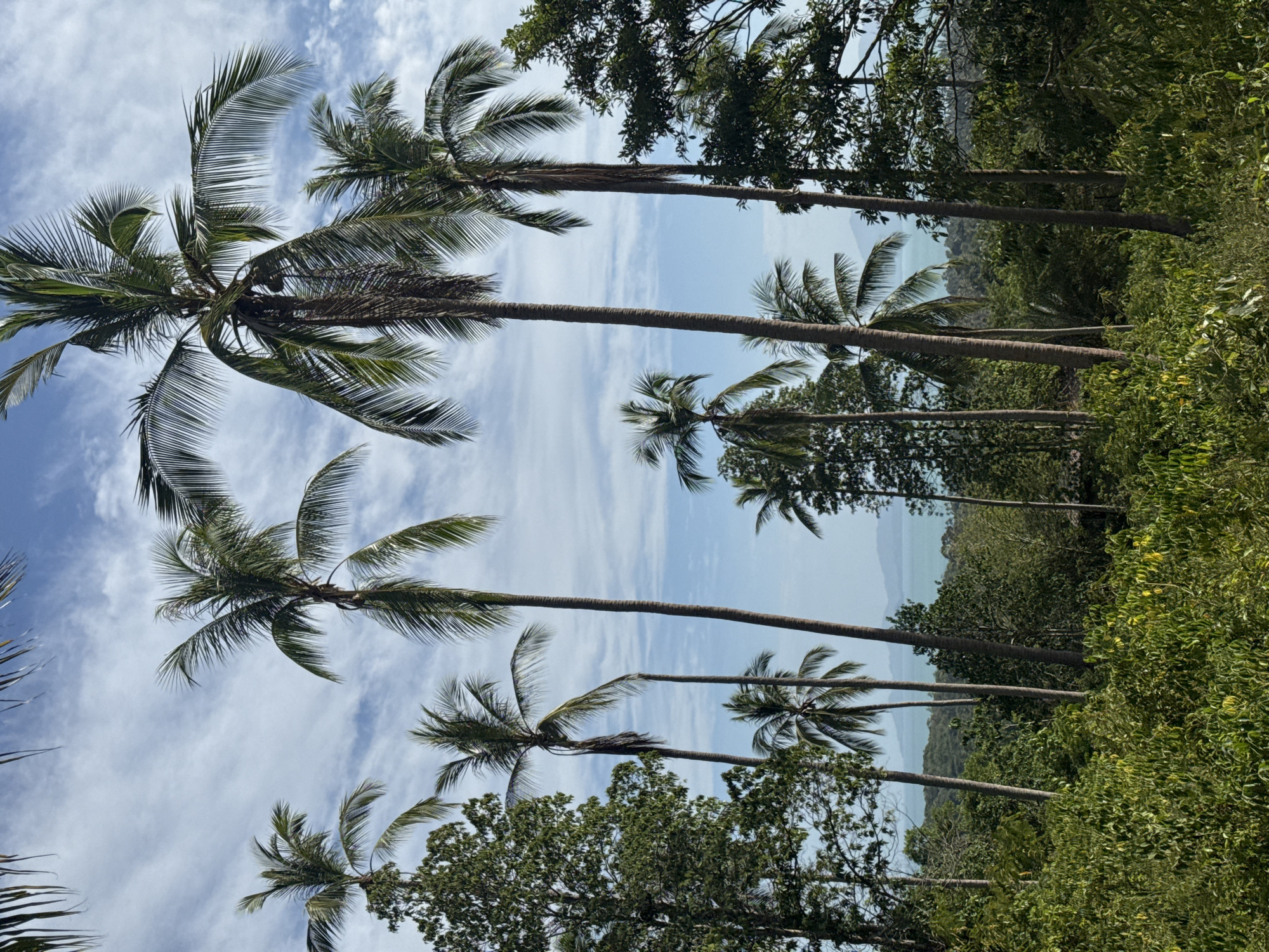 A vertical, eye-level, full shot captures a vibrant tropical landscape under a partly cloudy sky in Ko Samui District, Thailand. The foreground is dominated by lush, green foliage, dense with leaves and vegetation. Towering palm trees punctuate the scene, their slender trunks reaching skyward. The fronds of these trees spread out, creating a canopy that filters the sunlight. In the midground, a verdant hillside slopes down towards a body of water, likely the ocean, which appears as a calm expanse of blue. Distant islands or landmasses are visible on the horizon, shrouded in a light haze. The sky above is a pale blue, adorned with wispy white clouds that create a textured backdrop. The overall impression is one of natural beauty and tranquility.
