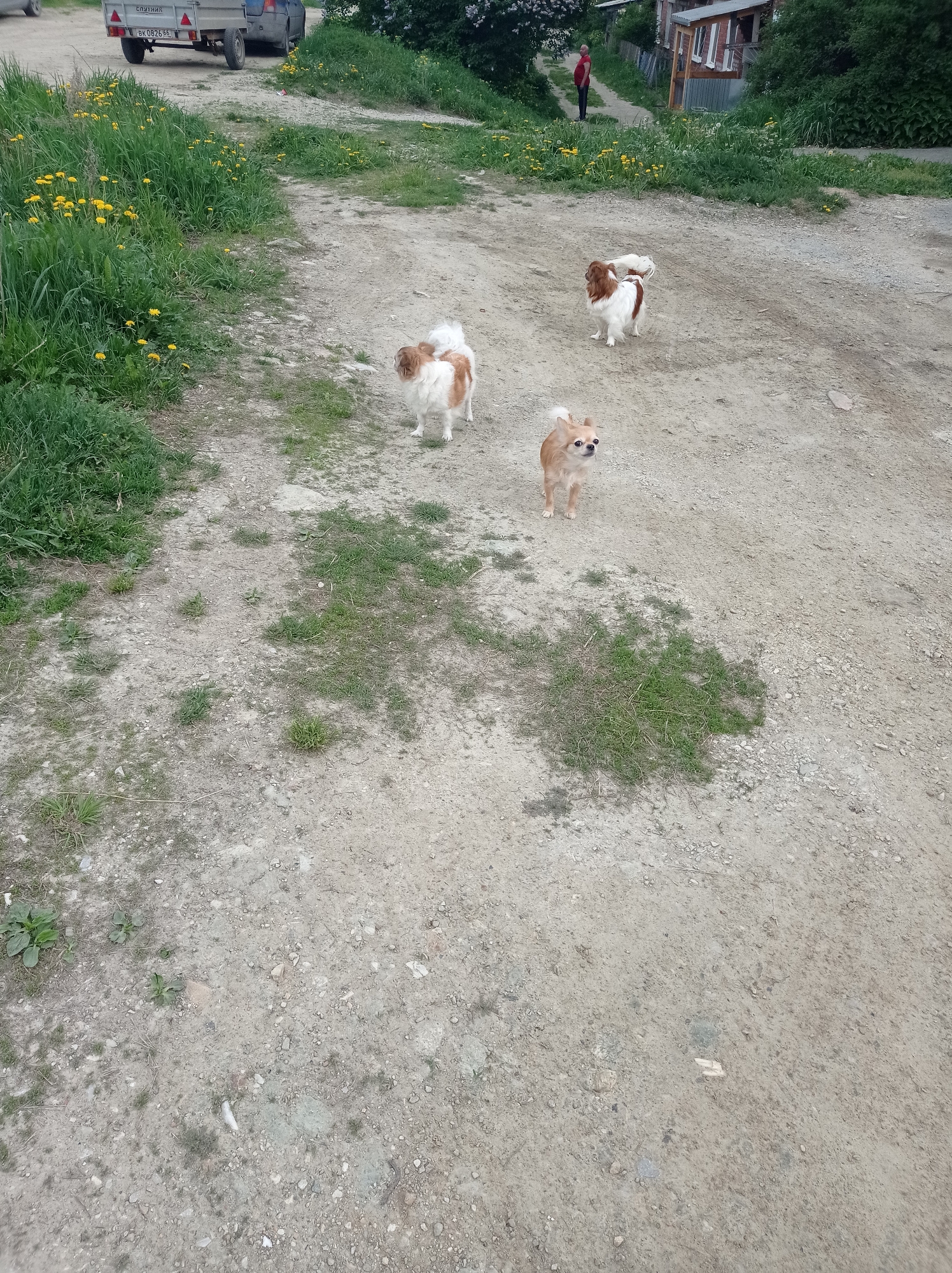 The image depicts a dirt road in what appears to be a rural or semi-rural area in Degtyarsk, Russia, based on the vehicle license plate in the background. There are three small dogs in the road, two of which are white and brown and one of which is tan. To the left of the road is a patch of grass and yellow flowers. A silver car with a trailer is parked along the road. In the background, a man in a red shirt is walking along the road towards a house. The weather appears to be overcast or slightly cloudy.