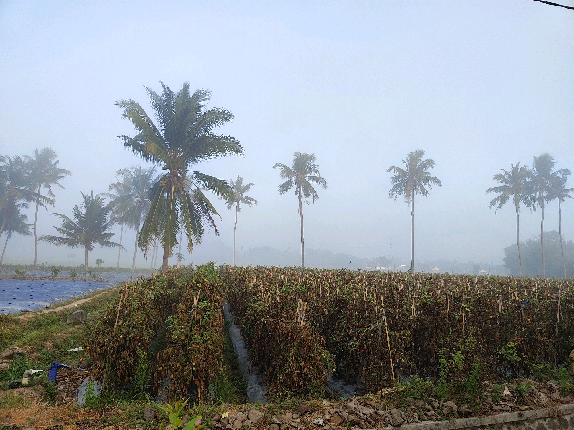The image depicts a farm in the Bondowoso Regency, Indonesia, under a heavy fog. In the foreground, a crop of tomato plants, supported by stakes, shows signs of maturity with visible red and green tomatoes. The plants appear somewhat dry and withered. To the left of the tomato field, a section of land covered with blue agricultural plastic sheeting is visible. Several coconut trees are scattered throughout the landscape, some appearing larger and closer than others, with a few in the background shrouded in mist. The sky is overcast and light gray, contributing to the hazy atmosphere. The ground in the foreground is covered with dry grass, stones, and some debris, including a white pipe and a piece of blue material. In the distance, the shapes of other trees and possibly some buildings are faintly discernible through the fog, suggesting a rural or semi-rural setting.