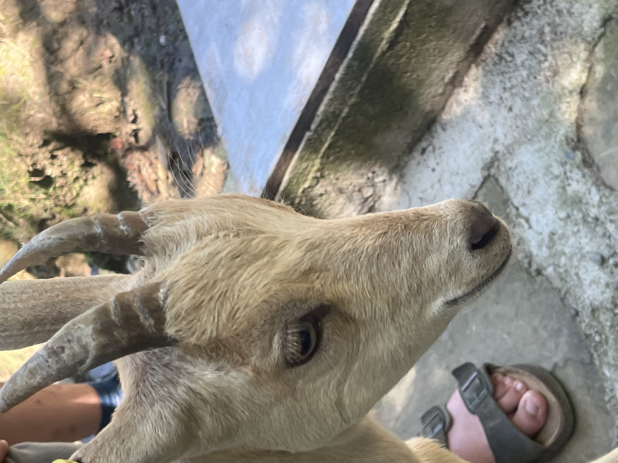 The image shows a close-up of a light brown goat's head and upper body. The goat has visible horns, one of which is broken at the tip. Its fur is short and appears somewhat coarse. The goat's left eye is clearly visible, with dark brown iris and pupil. Its snout and mouth are also in focus, and delicate whiskers are present. To the left of the goat, a person's foot is visible, wearing a dark grey sandal. The foot is bare except for the sandal. In the background, there is a patch of dirt and greenery, suggesting an outdoor environment. A grey, flat object with a textured surface is also visible to the right, possibly a bench or a stone structure. The lighting suggests it is daytime, with shadows indicating sunlight. There is no visible indication that this scene is located in the city of Progress, Russia.