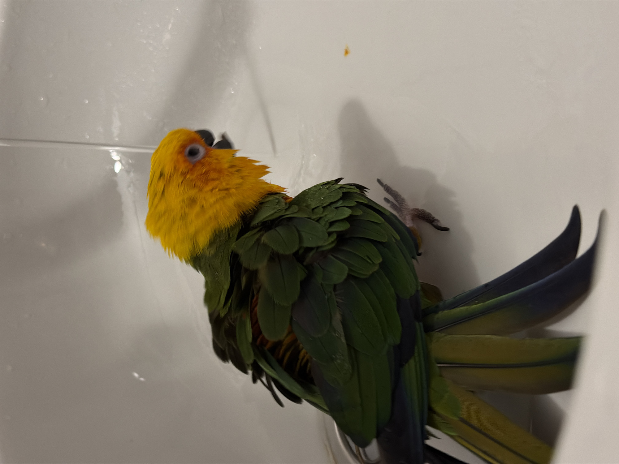 The image shows a vibrant parrot, likely a Sun Conure given its coloration, engaging in a bath in Khimki, Russia. The bird features a striking bright yellow head, neck, and upper chest, transitioning into rich green feathers across its body and wings. Its long tail feathers display tones of dark blue and greenish-yellow. The parrot appears wet, with its feathers matted and slightly ruffled, indicating active interaction with water.
The bird is positioned on a glossy white surface, resembling a ceramic sink or bathtub, with its head slightly tilted upwards and to the left, as if receiving water from an overhead source or enjoying a shallow pool. Visible water droplets and streaks are present on the white surface. One of its feet, with pinkish skin and dark talons, is partially visible, appearing to grip the surface. A faint, small orange-brown mark is present on the upper right side of the white basin. The overall setting is indoors, strongly suggesting a bathroom environment. No text is visible in the image.