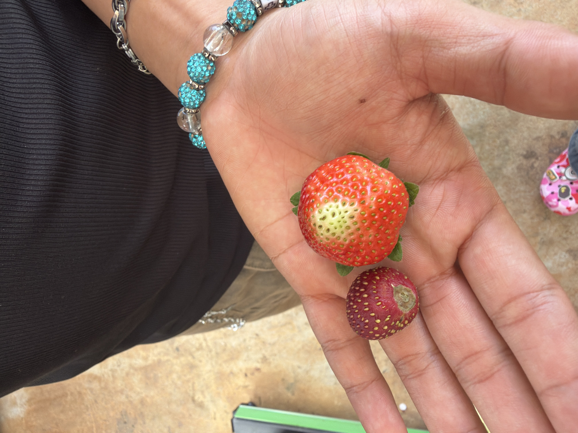 A close-up shows a person's hand holding two strawberries. The larger strawberry is predominantly red with yellow/white near the top and green leaves; the smaller one is deep red/purple with a pale patch. The person wears a bracelet with turquoise and clear beads. The background includes clothing and glimpses of the ground and what appears to be a green object. The location of Măng Đen, Vietnam is not discernible from the image.