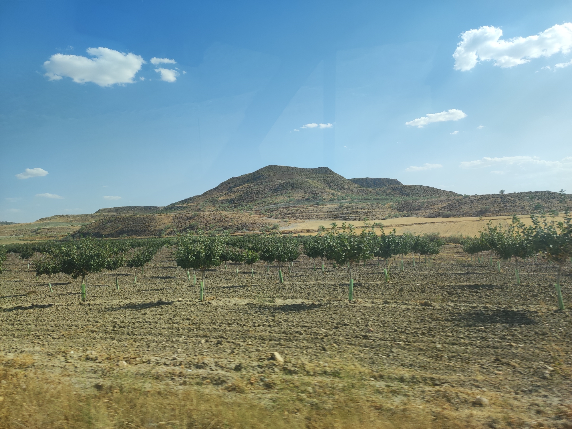 An outdoor, full shot, horizontal, eye-level view captures a rural landscape in Leganiel, Spain, under a clear blue sky dotted with fluffy white clouds. In the foreground, a field of dry, tilled earth is sparsely covered with dry grass and small stones. Rows of young, green-leafed trees, each supported by a light green stake, are neatly planted across the field. In the midground, a gentle, rolling hill is covered in dry, light brown vegetation with scattered green bushes. The background features a larger, barren, light brown mountain with terraced slopes and sparse vegetation. The overall impression is of a dry, agricultural region during daytime.