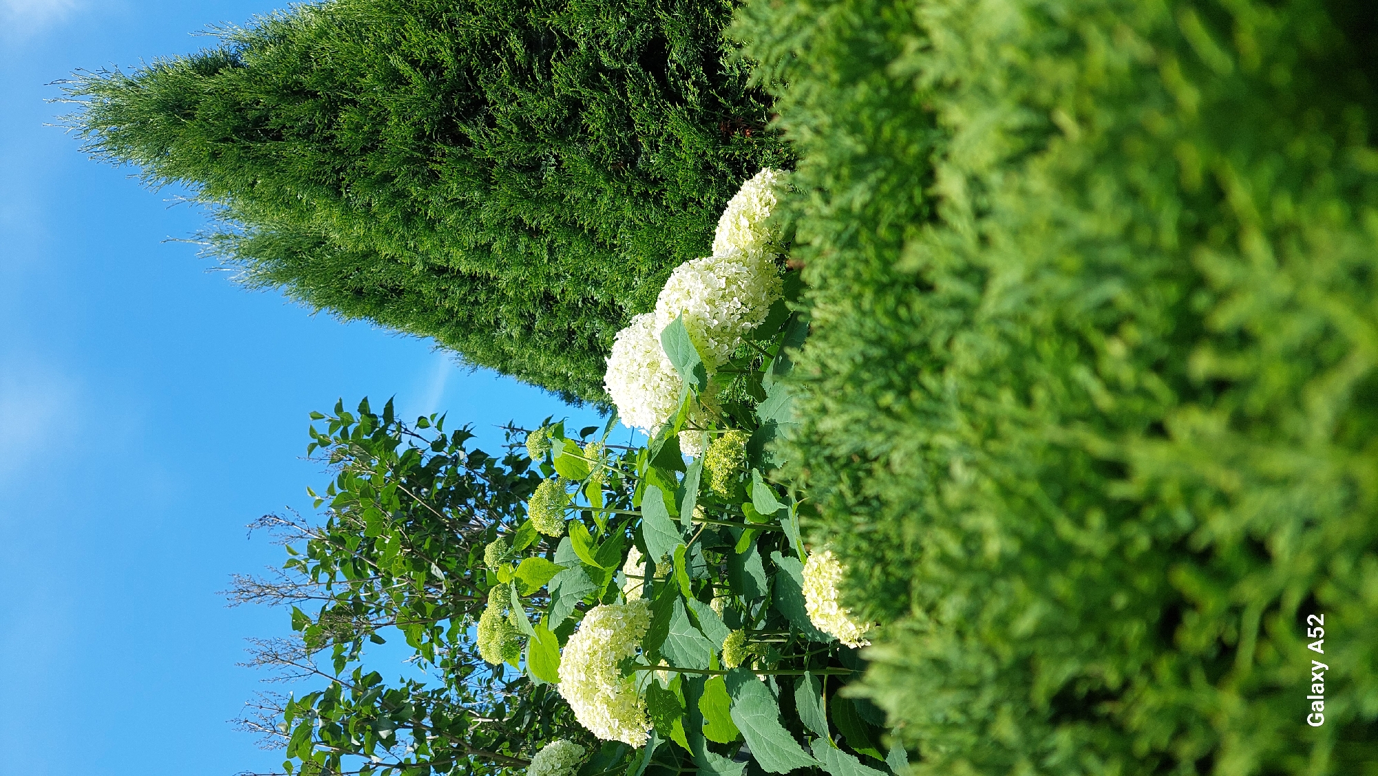 This is a vertical, close-up shot of hydrangeas in bloom, set against a backdrop of lush green foliage and a clear blue sky. In the foreground, a dense hedge of bright green, finely textured bushes is out of focus, blurring into a soft green carpet. Behind this, the white, spherical flower heads of hydrangeas are prominent, some fully open and others in bud, their large, serrated leaves a vibrant green. To the right, two tall, conical evergreen trees rise, their dark green needles creating a sharp contrast with the softer textures of the foreground and hydrangeas. The sky above is a bright, cloudless blue. The "Galaxy A52" watermark is visible in the lower left corner of the image. The scene appears to be a garden or park setting in Zhavoronki, Russia, on a sunny day.