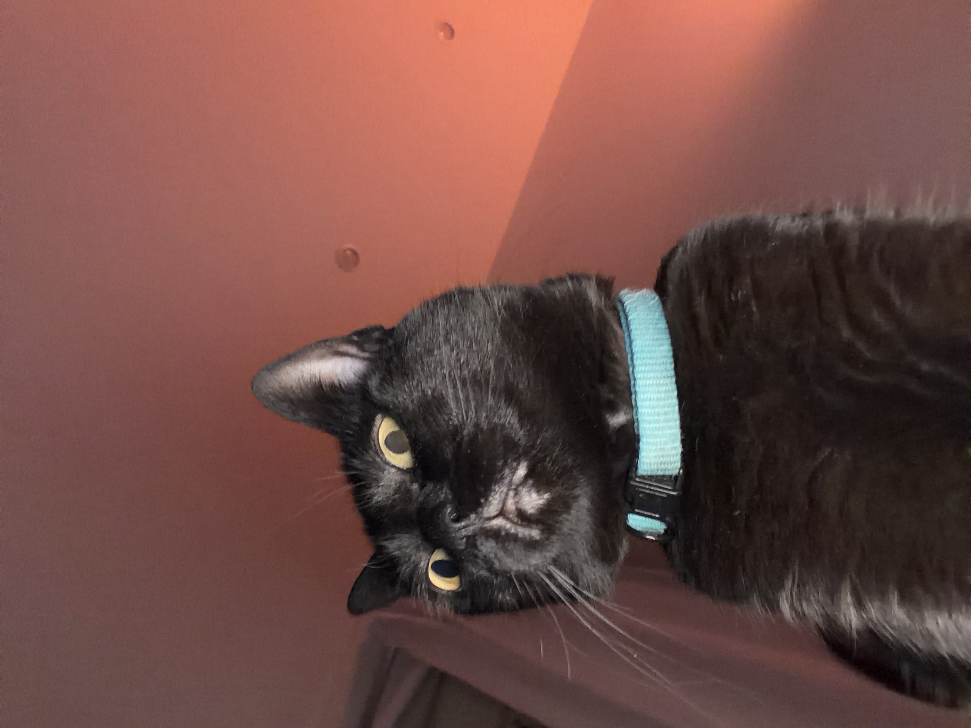 A low-angle, close-up photograph depicts a black cat wearing a light blue collar. The cat is positioned above the camera, appearing to look down at the viewer. The background is a reddish-brown color, possibly a wall or ceiling, with two indistinct circular objects. There is no evidence to suggest the location is in Madrid, Spain.