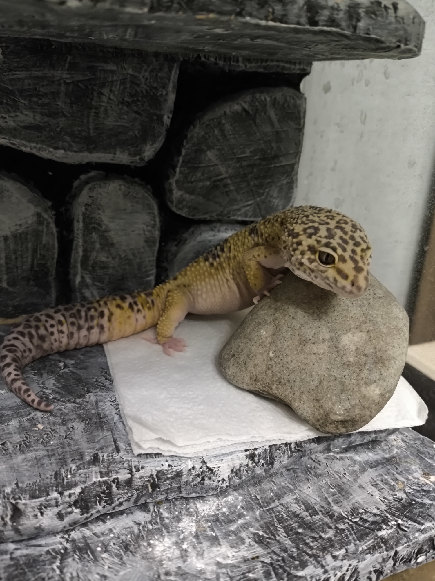 A leopard gecko (Eublepharis macularius) is depicted within an indoor terrarium setup. The gecko, approximately 15-20 cm in length, exhibits a yellow and tan coloration with numerous dark brown to black spots covering its head, back, and plump tail. Its ventral side appears a pale pinkish-white. The gecko is resting its head on a smooth, irregularly shaped light grey natural rock. Its body extends backward onto a folded white paper towel, which lies on a textured, dark grey surface simulating rock. The background consists of dark grey faux rock formations, designed to resemble stacked stones or a cave interior. A vertical transparent surface, likely glass, is visible on the far right side, framing the enclosure. The scene provides no visual information to determine its specific geographical location within the city of Chaikovsky, Russia.