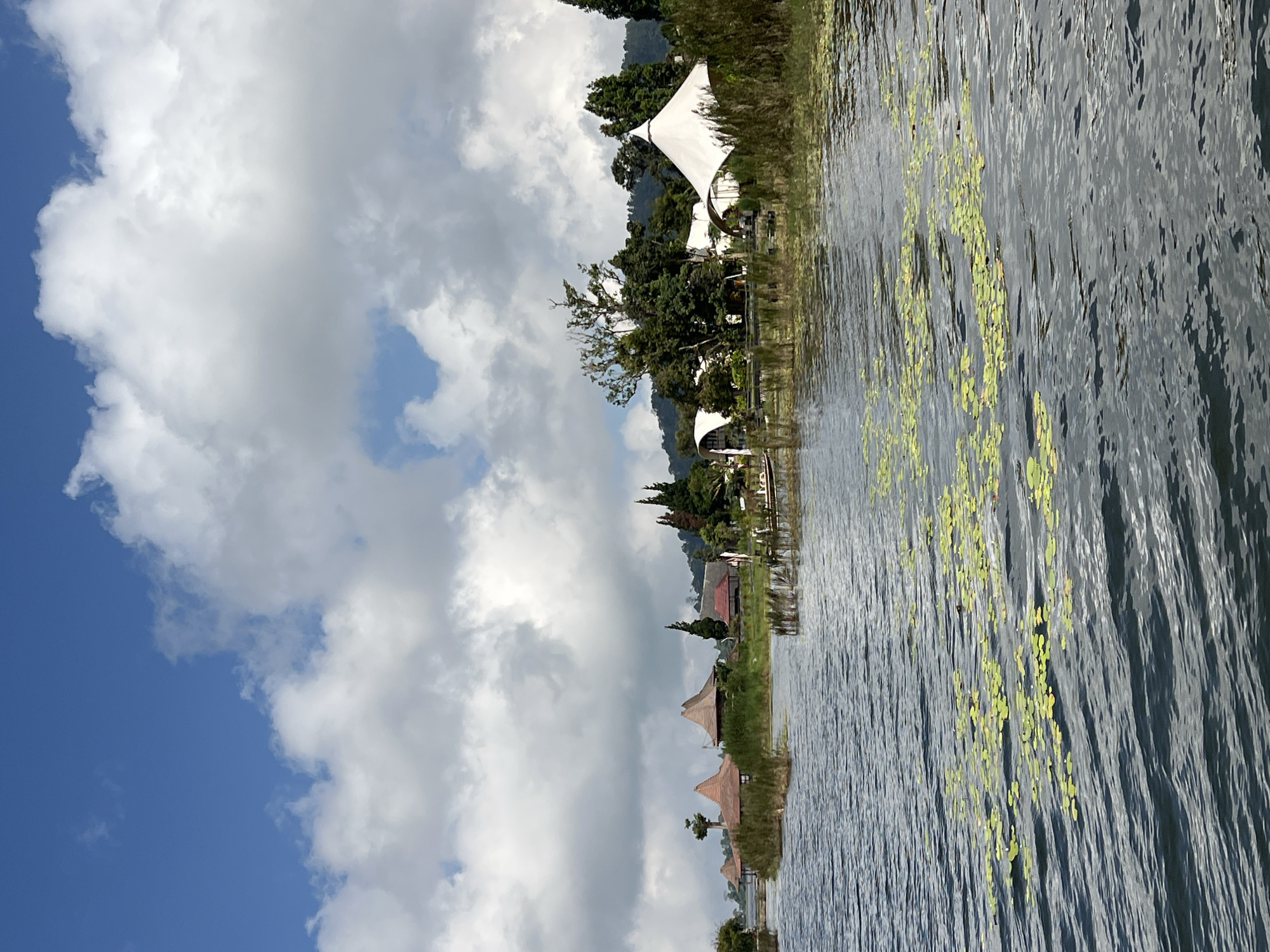 This is a vertical, outdoor, daytime, long shot photograph taken from the perspective of being on the water, looking towards a lakeside resort in Baturiti, Indonesia. The foreground is dominated by dark blue, rippling water with scattered patches of lily pads. In the middle ground, a lush green shoreline is visible, dotted with various structures. To the left, there are several traditional-style buildings with brown, conical roofs, possibly traditional Indonesian homes. To the right, there are modern white tent-like structures, suggesting glamping accommodations. Behind these structures, a dense line of dark green trees forms a backdrop, with a hazy, mountainous landscape further in the distance. The sky above is a vibrant blue, partially obscured by large, fluffy white clouds. The overall scene depicts a serene and picturesque resort setting by a tranquil lake.