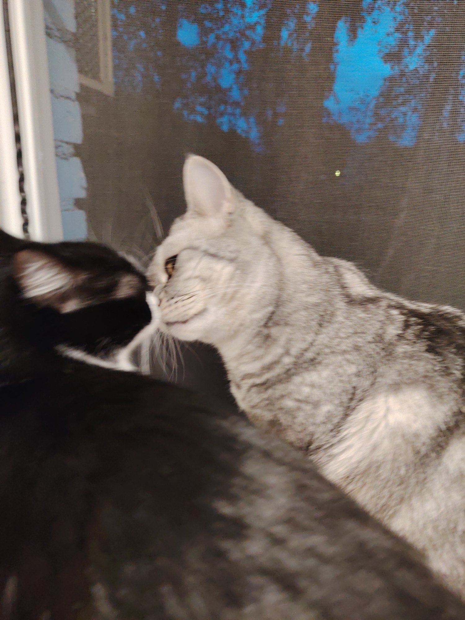Two cats are shown in close proximity, with their faces nearly touching. One cat is black with a white chin and chest, and its fur is blurred due to motion. The other cat is grey and white with distinct tabby markings, and it appears to be looking directly at the black cat. The cats are positioned in front of a dark mesh screen, through which a blurred background with blue and white splotches is visible, suggesting an outdoor scene at night, possibly with some artificial lighting. The overall impression is one of gentle interaction or greeting between the two felines.