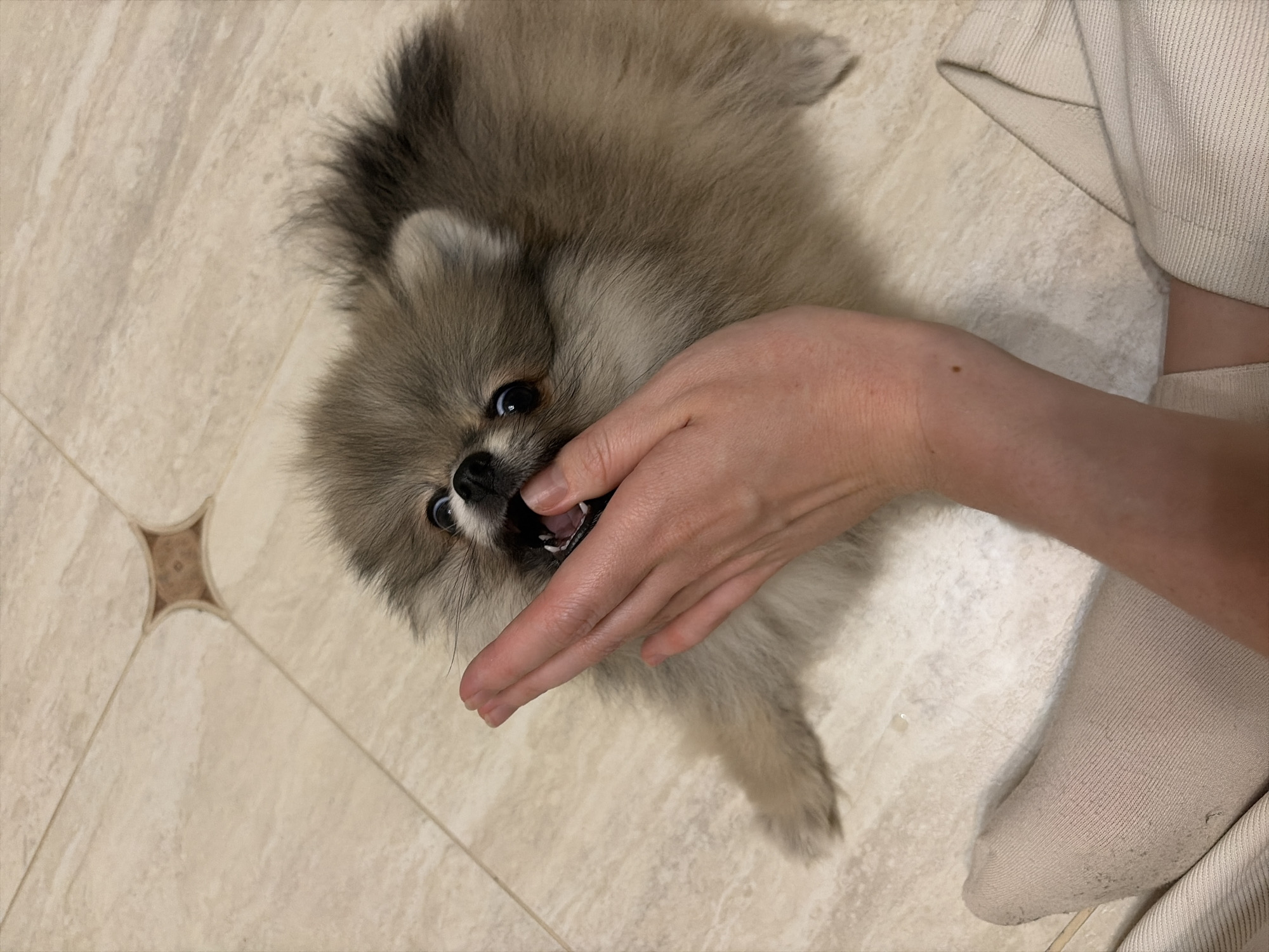 A high-angle, close-up shot captures a playful interaction between a small, fluffy dog and a human hand on a tiled floor.
**Subjects:** The central subject is a small dog, possibly a Pomeranian or similar breed, with dense, light brown-grey fur, a black nose, and wide, dark, expressive eyes. A human hand with fair skin is positioned near the dog's open mouth. Partially visible on the right side of the frame are a human leg or foot and a light-colored garment, possibly a sock or trousers.
**Objects:** The main objects are the dog and the human hand. The setting is characterized by a light-colored, possibly beige or cream, tiled floor with subtle patterns and darker grout lines. One tile intersection reveals a distinctive star-shaped motif in the grout.
**Scene, Setting:** The scene unfolds indoors, strongly suggesting a home environment due to the casual interaction and domestic flooring.
**Activity or event taking place:** The dog is actively engaging with the human hand, appearing to playfully nip or mouth it. Its mouth is open, showing tiny teeth, and its eyes are wide, conveying excitement and playfulness during the interaction. The human hand does not appear to be withdrawing or in distress, reinforcing the playful nature of the encounter.
**Notable details:** The dog's fur displays a blend of light brown, grey, and darker tips on its back and tail, giving it a soft, voluminous appearance. The lighting is bright and even, indicating no specific time of day. No outdoor elements or weather cues are visible. The interaction portrays a tender, joyful moment between a pet and its owner.
**Visible text:** There is no visible text in the image.