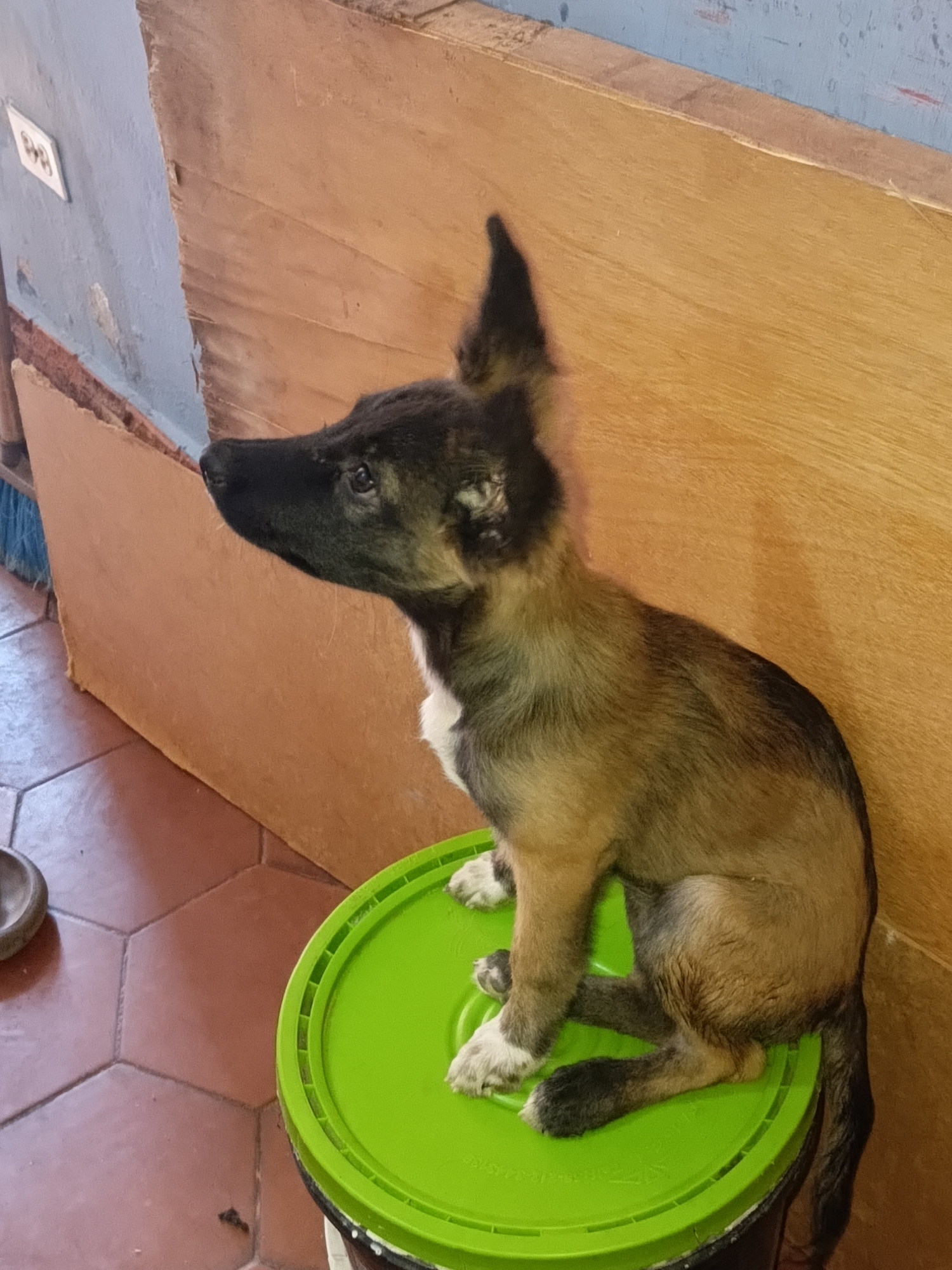 A medium shot depicts a puppy sitting on a green bucket lid indoors. The puppy has dark black fur on its head and muzzle that transitions to tan on its body. It has a white patch on its chest and white markings on its paws. The puppy is looking to the left of the frame. The bucket the puppy sits on is black with a bright green lid. The floor is tiled with reddish-brown hexagonal tiles. Behind the puppy are panels of light brown wood. The location is in a domestic indoor setting, and the city, Juan Griego, Venezuela, is based on prior knowledge and cannot be determined solely from the image.