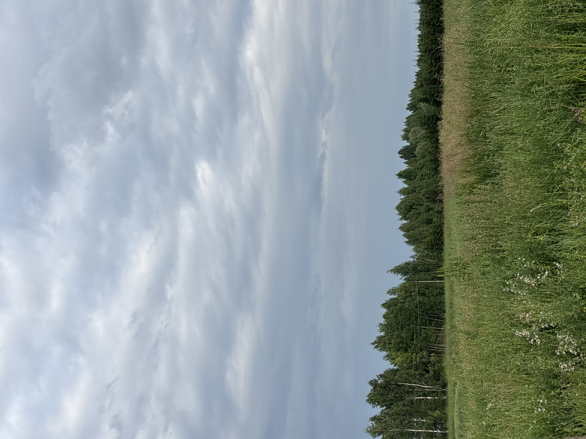 This is a vertical, outdoor photograph of a landscape in Новый Кинер, Russia. The image is dominated by a cloudy sky, with soft, gray clouds stretching across the frame. Below the sky, a dense line of trees forms a dark green border along the horizon. To the right of the trees is a field of tall, green grass, interspersed with lighter, dry grasses and scattered white wildflowers. The time of day appears to be overcast, likely late afternoon or early morning, given the diffused light and subdued colors. The overall mood is serene and natural. There is no text visible in the image.