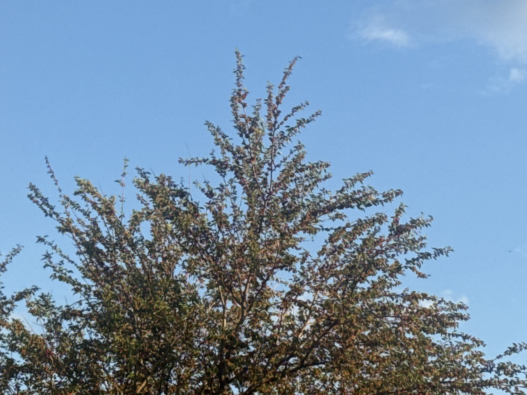 The image shows the upper branches and foliage of a deciduous tree against a clear blue sky with scattered wispy clouds. The leaves are predominantly green with some reddish-brown hues, suggesting the onset of autumn. The branches are slender and extend outwards, forming a dense canopy. The image was captured outdoors in Bohunove, Ukraine, as indicated by the metadata. There are no people, animals, or man-made structures visible in the frame.