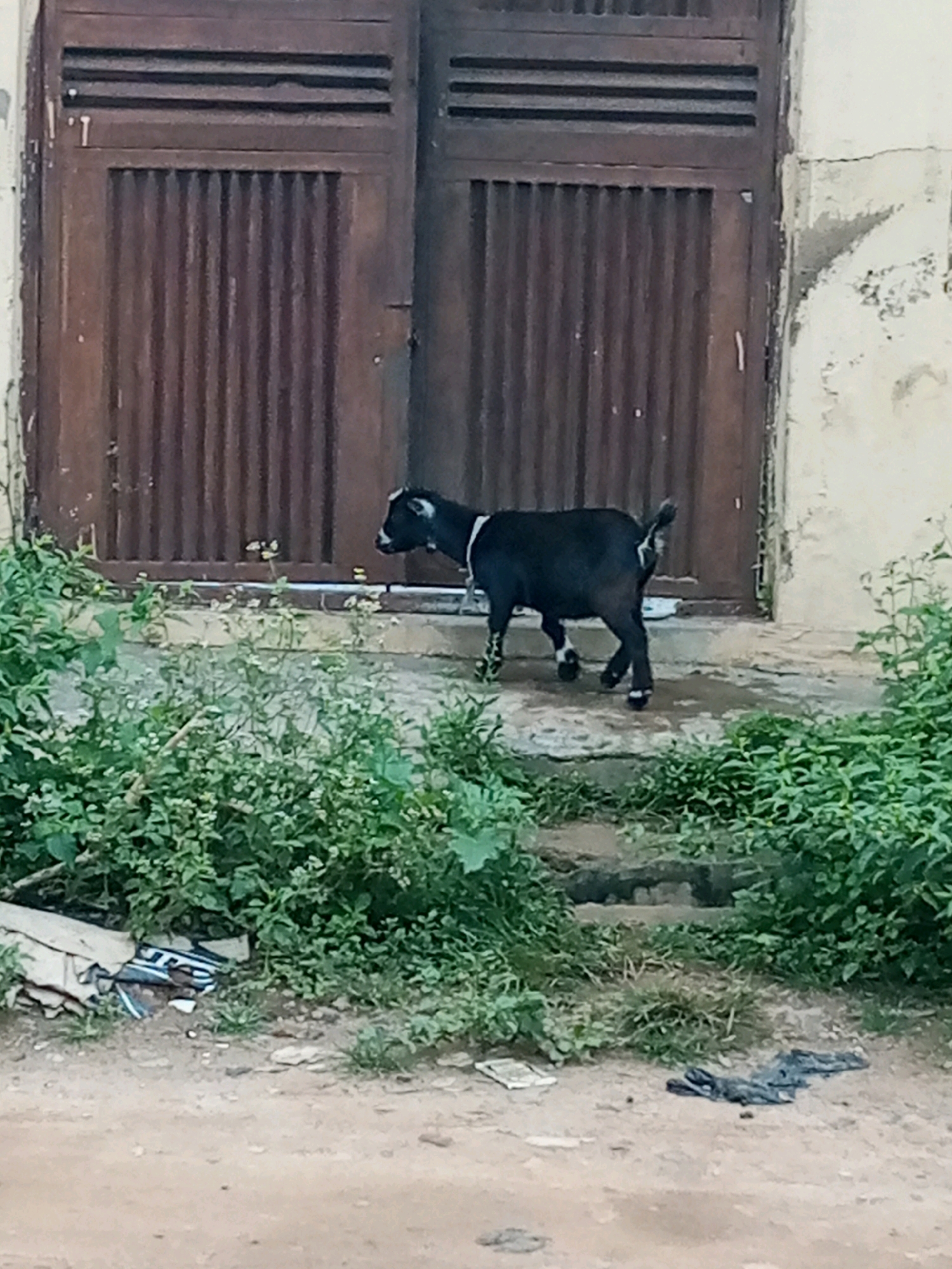 A black goat with white markings on its legs and neck stands on a step in front of a large, weathered wooden door. The door is segmented with horizontal slats at the top and vertical slats below. The goat is facing to the right, with its head lowered slightly. Lush green foliage surrounds the steps and the base of the wall. In the foreground, the ground is dirt, with some discarded plastic bags and debris scattered about. The wall to the right of the door is textured and shows signs of age and wear, with cracks and patches of discoloration. The scene appears to be outdoors in an urban or semi-urban environment.