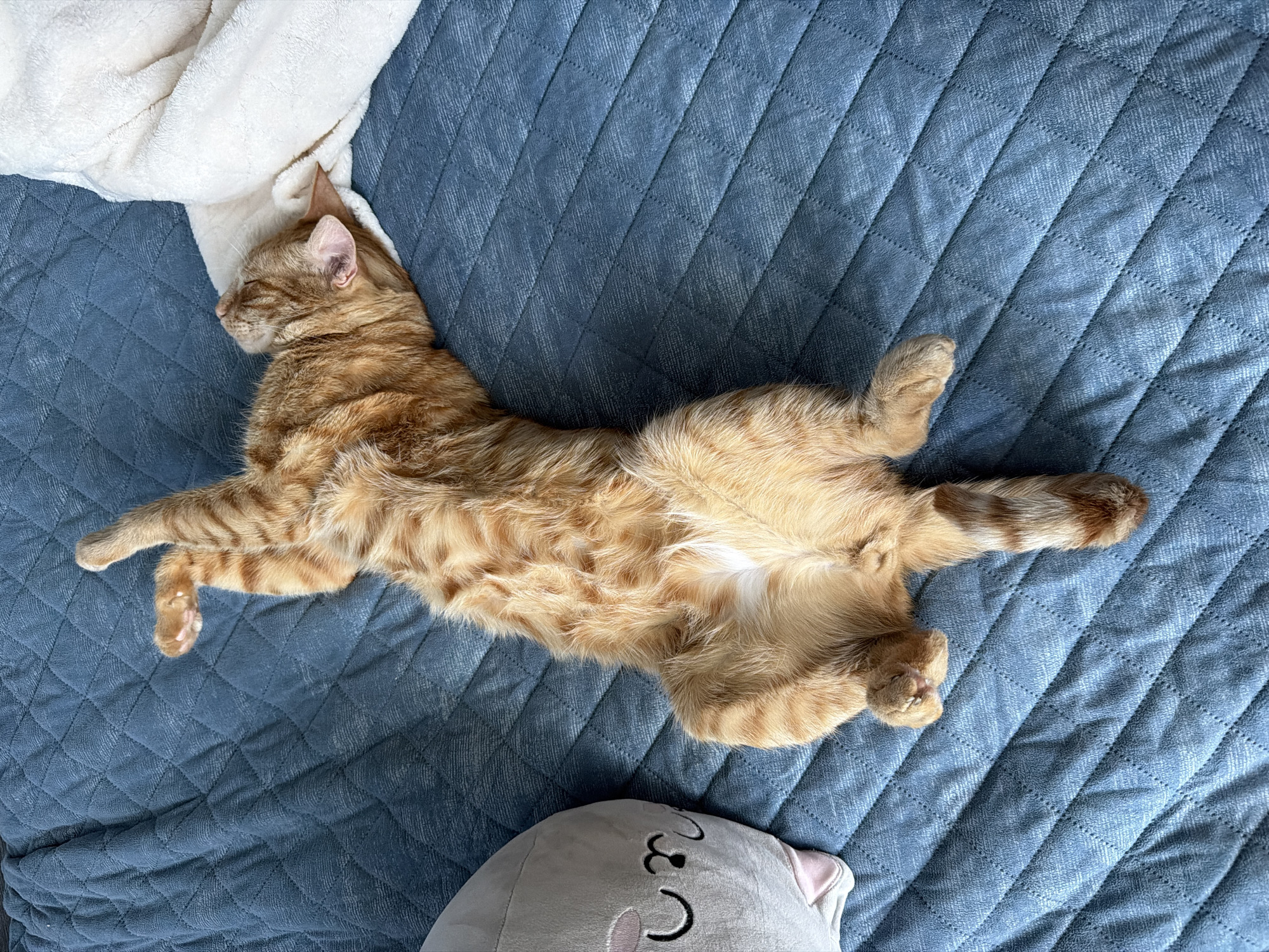 A ginger tabby cat is sleeping on its back on a quilted blue blanket. The cat's belly is exposed and its legs are outstretched. A white blanket is draped near the cat's head. At the bottom of the image, a grey plush cat toy with a simple, smiling face is visible. The location is unknown.