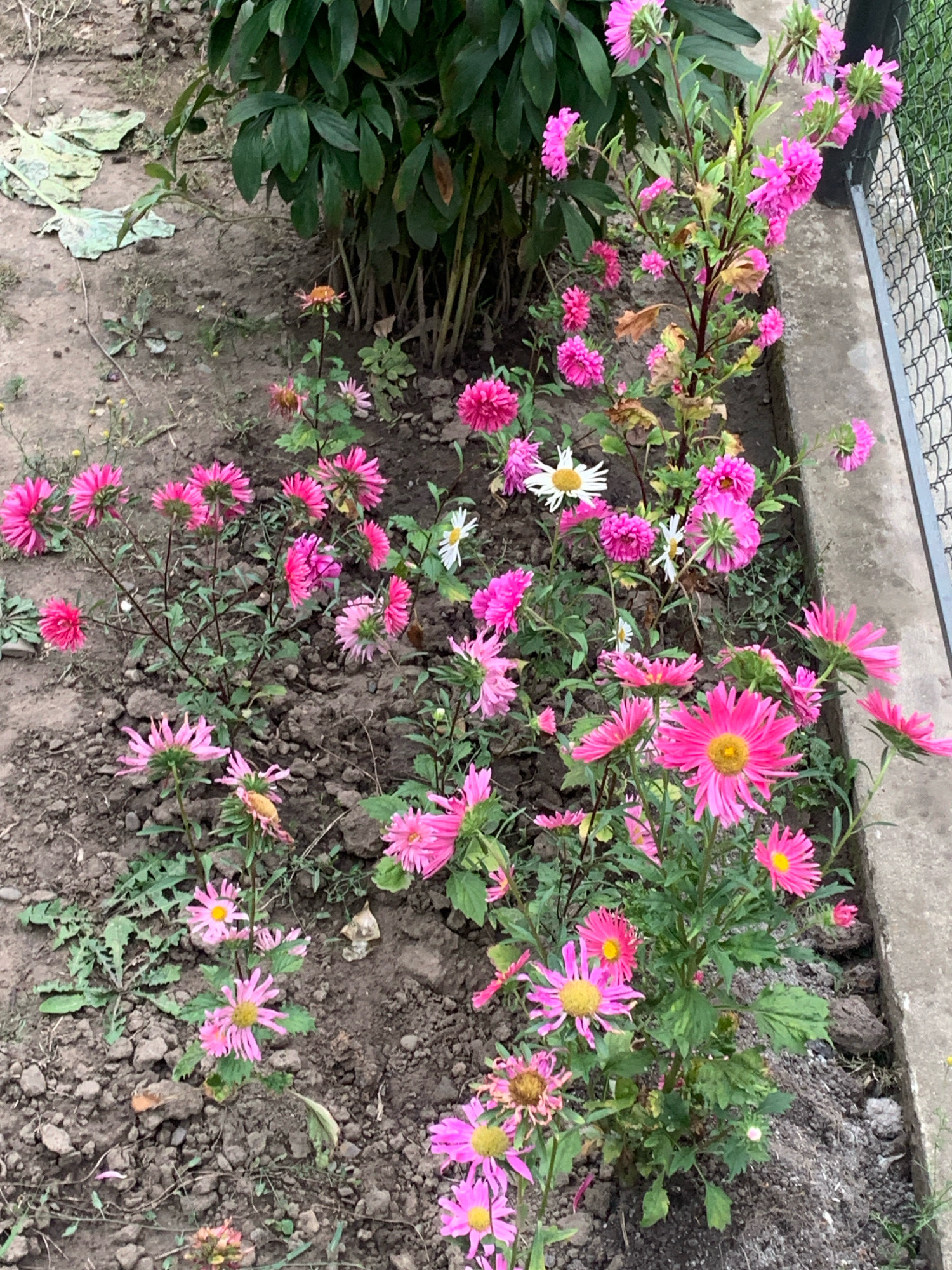 The image depicts a cluster of pink and white asters in a garden bed in Kolomyia, Ukraine. The flowers are in various stages of bloom, with some fully open and others still developing. The soil is dark and appears to be damp, with some scattered pebbles and dried leaves. In the background, a green leafy plant is visible, likely part of the same garden. To the right, a section of a chain-link fence and a concrete border suggest the edge of the garden bed. The overall scene is one of natural beauty, with the vibrant colors of the flowers contrasting with the earthy tones of the soil and foliage.
