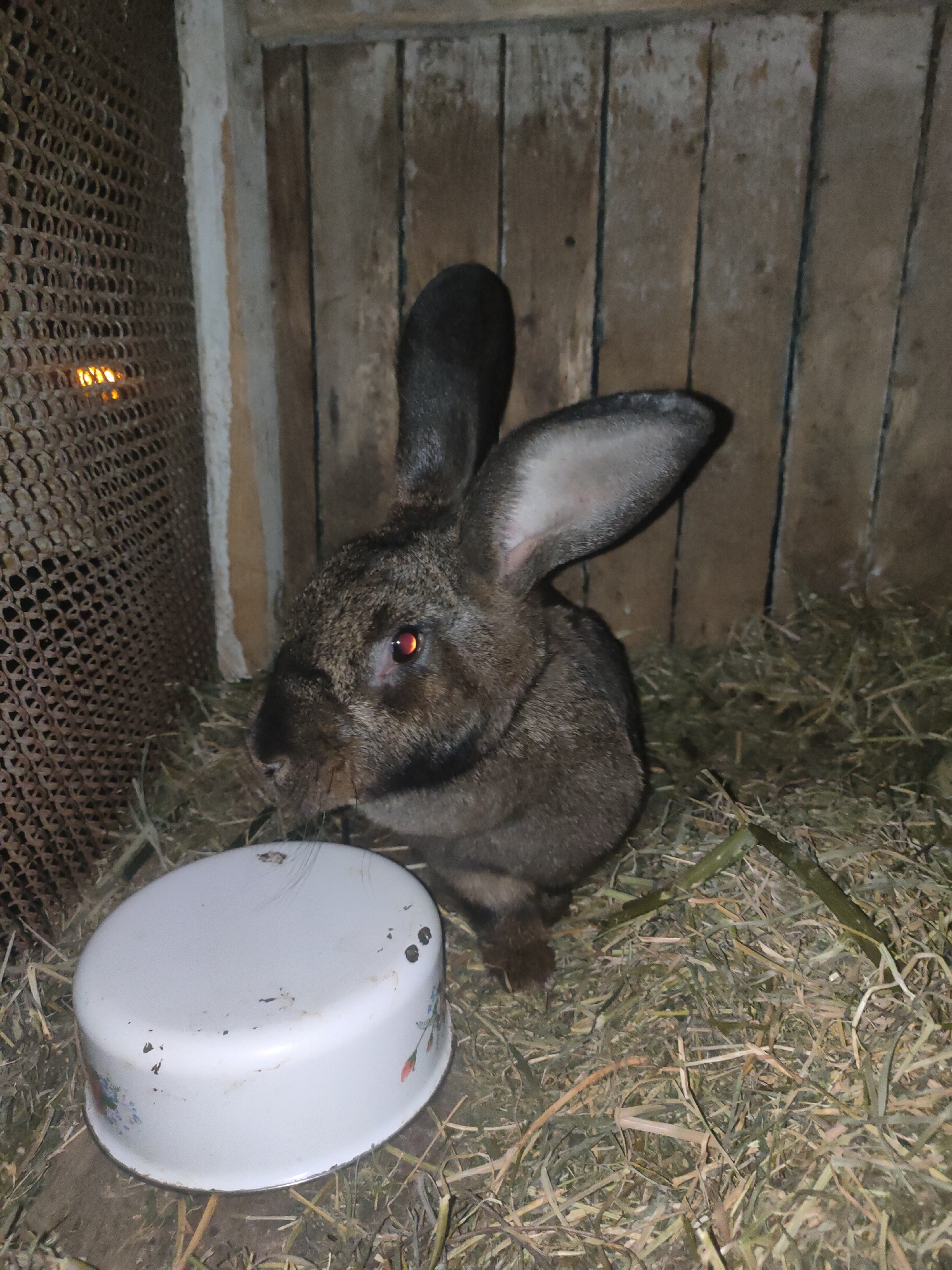 A Flemish Giant rabbit with dark grey fur and red eyes is in a hutch on a bedding of straw. The hutch has wooden walls and a wire mesh side. A white bowl with a floral pattern is next to the rabbit. The scene is dark, with a slight glow visible through the wire mesh. The location is identified as Ternovka, Moldova.