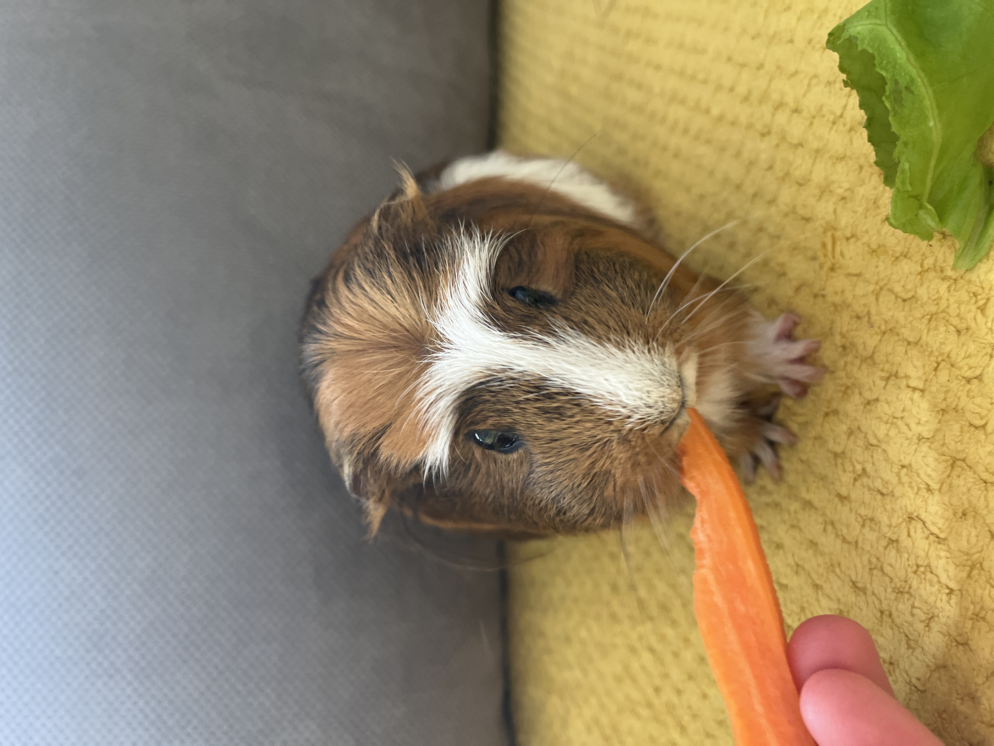 The image captures a close-up, top-down view of a guinea pig eating a carrot slice held by a human hand. The guinea pig has mottled fur, primarily brown with significant white markings, including a distinctive white stripe running down its face and a patch of white on its chest. Small dark eyes are visible, and fine whiskers extend from its snout as it chews on the orange carrot. Its delicate front paws are slightly visible, resting on the surface.
The setting appears to be indoors. On the left side of the frame, there is a plain grey, textured surface, possibly part of a sofa or a fabric-covered wall. The right side and the area beneath the guinea pig are covered by a bright yellow, textured fabric, which could be a blanket or bedding. In the upper right corner, a piece of green leafy vegetable, possibly lettuce, is also visible. A human hand, with light skin and visible fingers, firmly holds the carrot slice, offering it to the guinea pig. The activity depicts a pet being fed, highlighting interaction and care. There is no visible text in the image.
