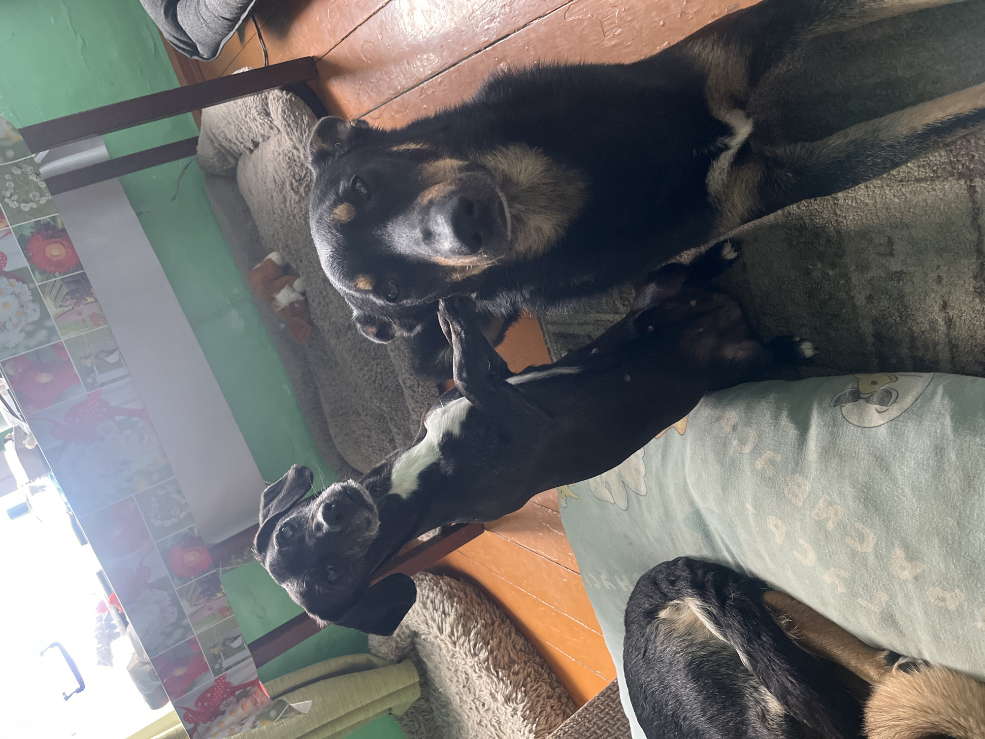 This indoor scene, set in Nizhny Tagil, Russia, captures two dogs relaxing in a home environment. The setting features warm brown wooden floorboards and a light green wall.
In the foreground, a large dog, predominantly black with distinctive tan and brown markings on its face, chest, and legs, lies on a fluffy grey dog bed. It looks directly at the camera with a calm, curious expression. A small, light-colored stuffed animal is visible on the bed near its head.
Adjacent to the larger dog, a smaller, sleek black dog is sprawled on its back on a light blue pillow, displaying white markings on its chest and paws. It also appears relaxed, gazing upwards towards the camera. A third dog, black and tan in color, is partially visible curled up on a pillow in the bottom right corner.
The room is illuminated by natural daylight streaming in from a bright window or opening on the far left side, indicating it is daytime. To the left, a vertical surface covered in a colorful patterned material, possibly wallpaper or a tablecloth, features illustrations of various flowers, including red gerberas and white daisies. The light blue pillow beneath the smaller dog has faint white stylized letters or numbers patterned across it, with some shapes resembling "999". The overall atmosphere is peaceful, depicting the dogs at rest.