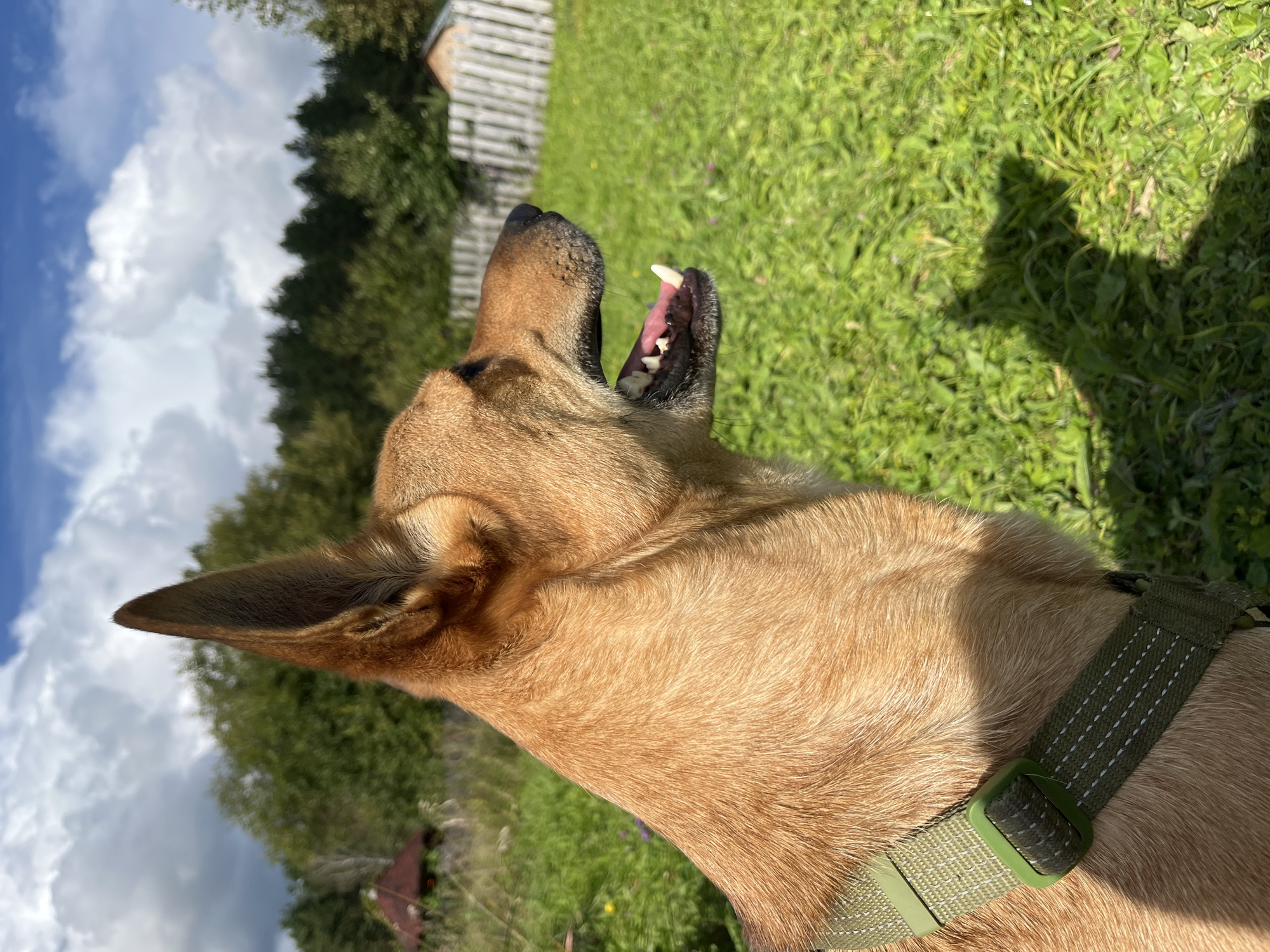 A medium-sized, light brown dog with large, upright ears is in profile, facing right. The dog has its mouth open, revealing its pink tongue and teeth. It is wearing a green harness. The dog is outdoors in a grassy area. In the background, there is a wooden fence, trees, and a cloudy blue sky. There are no people visible in the image. The scene appears to be a rural or suburban setting. This location is not identifiable as Nizhny Tagil, Russia.