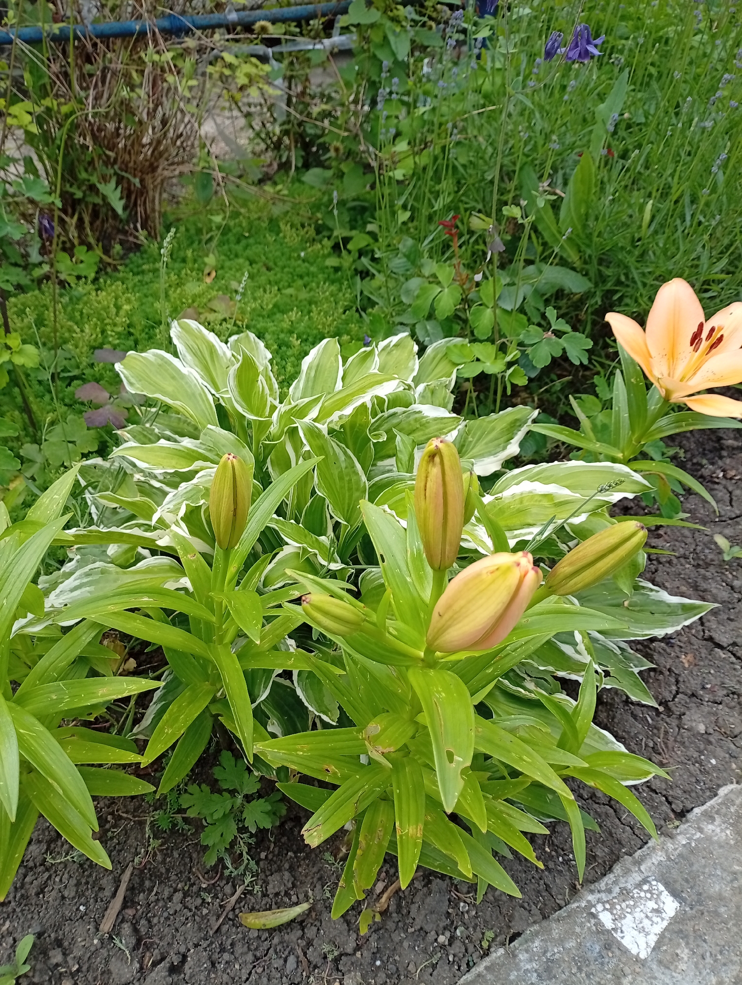 This vertical close-up photograph captures a vibrant garden scene, focusing primarily on lush plant life. In the foreground and center, a lily plant features multiple prominent, unopened buds, which are green with hints of yellow and orange, indicating they are close to blooming. To the right, a single, fully bloomed orange lily flower with visible orange stamens stands out against the green foliage.
Behind the lily, a large hosta plant with distinctive green leaves edged in white variegation forms a dense, attractive bush in the midground. The ground beneath the plants is dark, rich soil, showing some cracks and scattered small debris. A grey concrete curb or path edge with faded white markings runs along the bottom right, defining the garden's border.
The background is filled with a variety of green plants and grasses, including a patch of low-growing ground cover and some taller, more slender stems. A dark blue flower, likely a columbine, is visible in the upper right background. In the upper left corner, a tangle of dried, brown woody stems and a section of a blue pipe or hose are present.
The lighting suggests it is daytime, with soft, natural illumination that highlights the various textures and colors of the plants without harsh shadows. No human activity is depicted, and the image solely focuses on the natural beauty and growth within a garden setting. There is no visible text in the photograph. The scene evokes a tranquil and well-maintained outdoor space in Gorkaya-Balka, Russia.