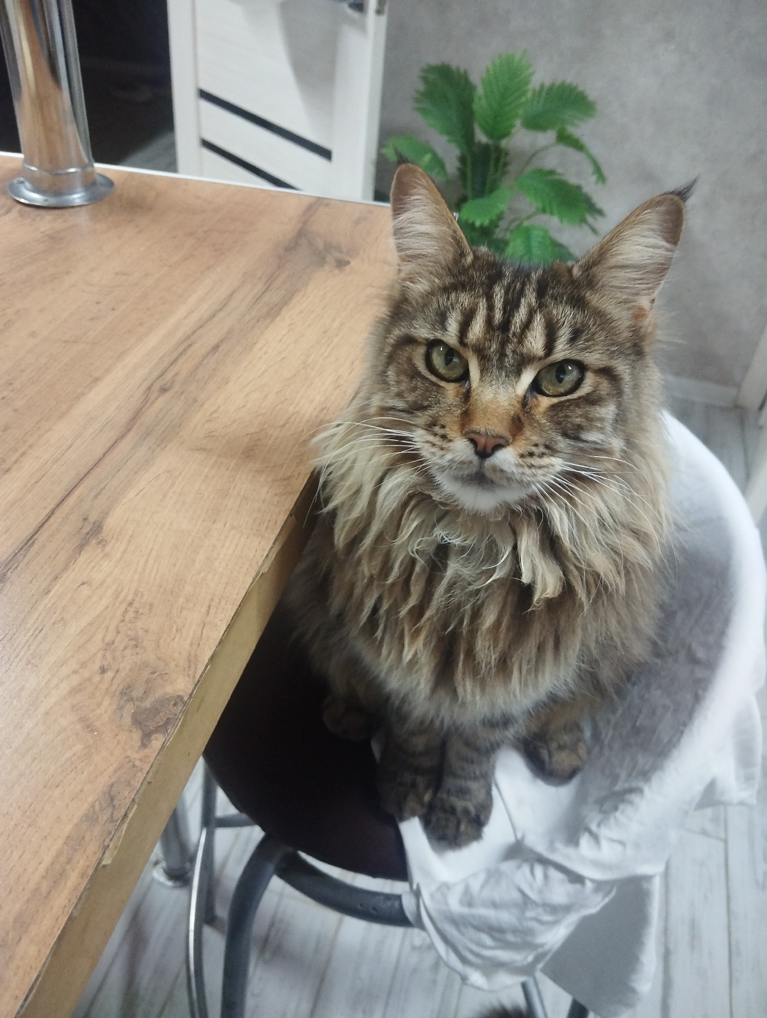 A medium shot features a brown tabby Maine Coon cat sitting on a chair draped with a white cloth. The cat faces the camera, displaying green-gold eyes and tufted ears. It has a distinctive long mane and chest ruff. The cat is sitting on a black stool with chrome legs. Next to the stool is a wooden table with metal support. Behind the cat is a green plant, suggesting an indoor environment. The floor has a light wood pattern. There is no evidence to support the location being Grishanki, Russia.