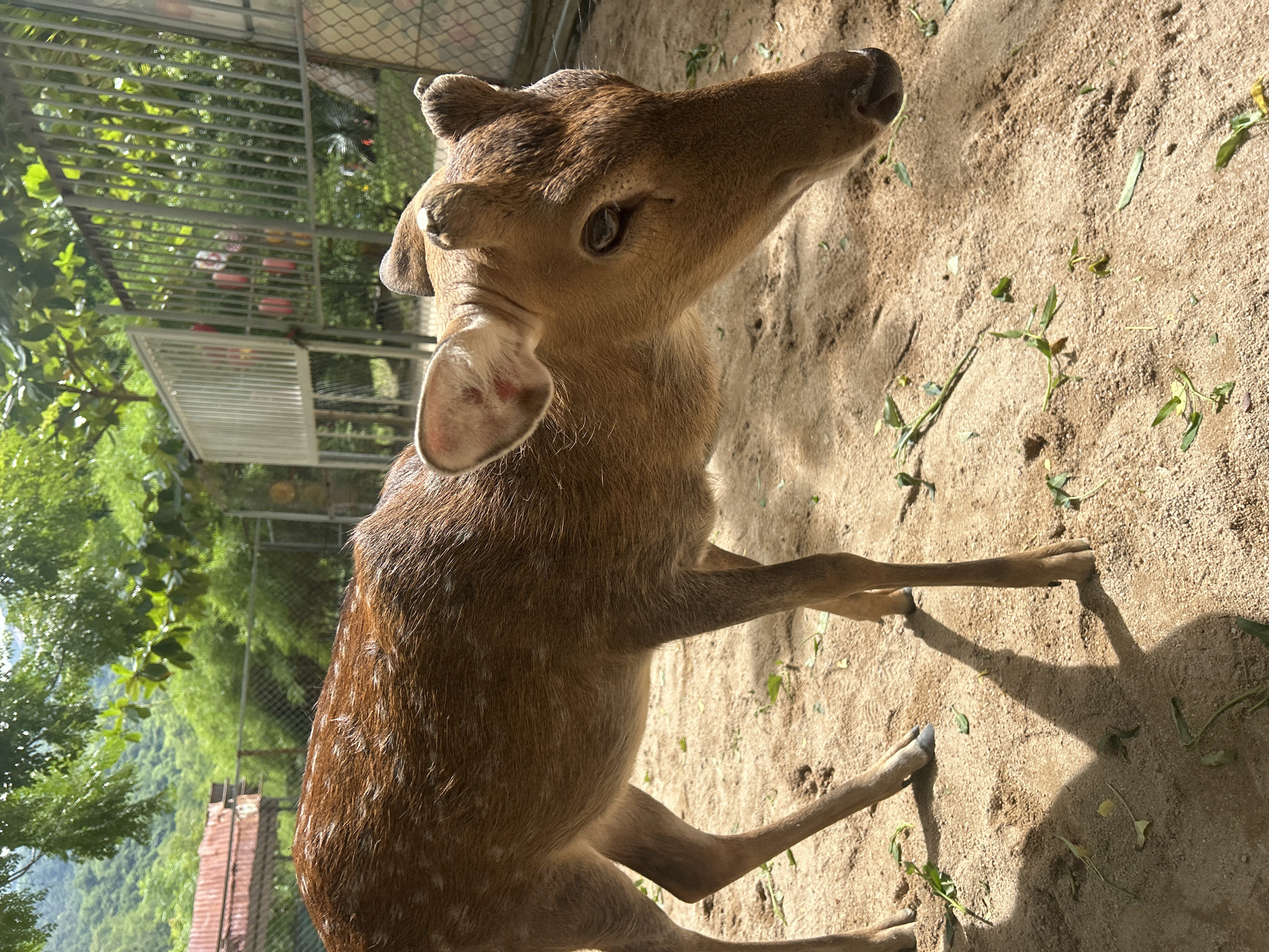 A young spotted deer stands in a sandy enclosure with scattered leaves. The deer is facing right, with its head lowered and turned towards the ground. It has light brown fur with white spots on its back and sides. Its ears are large and pointed, and it has small, undeveloped antlers. The enclosure appears to be outdoors, with trees and foliage visible in the background, along with a metal fence. A red-tiled roof building is also visible through the trees. The ground is covered in sand and small green leaves. The image was taken in Hoa Thang, Vietnam.