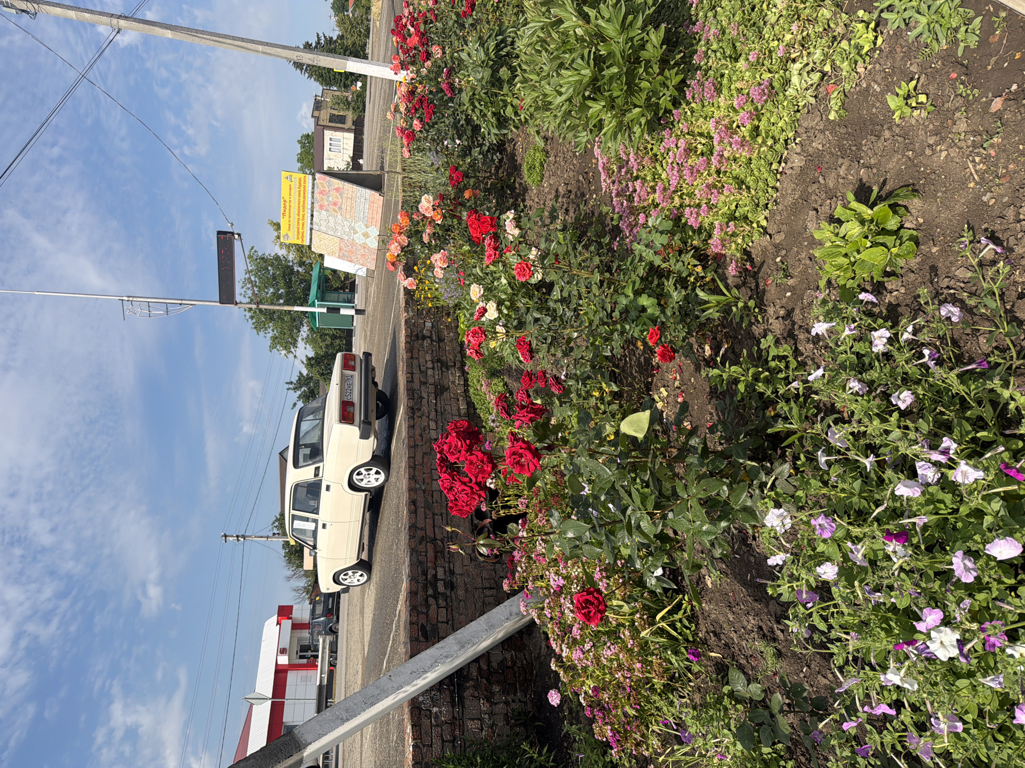 The image depicts a street scene in Leningradskaya, Russia, featuring a beige car parked near a flower bed. The car, a classic model, is positioned in front of a low brick wall. The flower bed is abundant with various colorful flowers, including vibrant red roses and smaller pink and purple blossoms. In the background, a building with a red and white facade is visible, suggesting a commercial establishment. A traffic light and a street sign are also present. The sky is blue with scattered clouds, indicating fair weather. The overall scene suggests a roadside view with a focus on the car and the well-maintained flower garden.