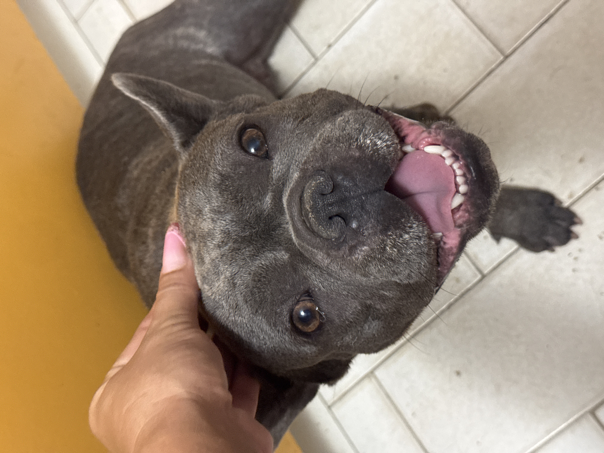 A French Bulldog is lying down, looking up at the camera with its mouth open. A person's hand is petting the dog on its head. The background is a yellow wall and a tiled floor. The location is San Benedetto del Tronto, Italy.