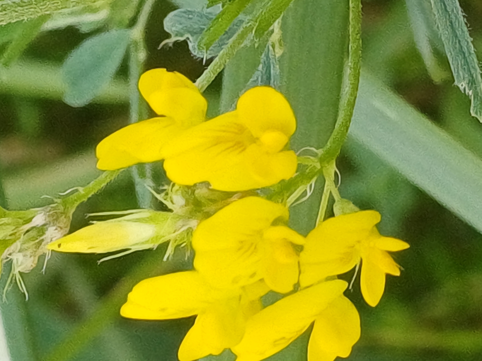 The image displays a close-up view of several bright yellow flowers, likely from a pea family plant, against a blurred green background of leaves and stems. The flowers have a distinctive papilionaceous shape, with a prominent upper petal and several lower petals. Some of the flowers are in full bloom, while others appear to be buds or partially opened. The lighting suggests it is daytime, and the overall focus is on the delicate structure of the blossoms. There are no people or specific landmarks visible in the image. The scene is entirely natural and botanical. The image does not contain information that would allow for determination of its location in Riga, Latvia.