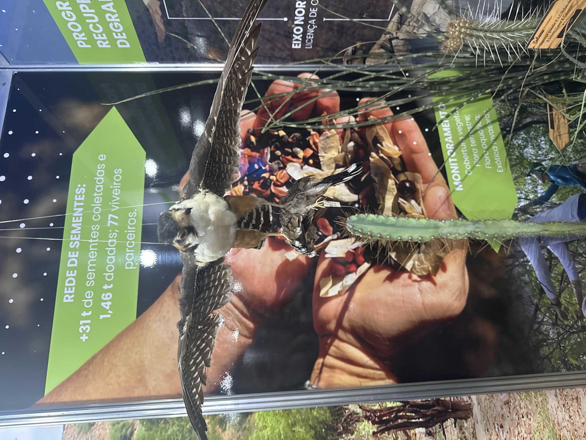 The image depicts a display at an event, possibly an environmental exhibition, featuring a taxidermied bird of prey with its wings spread, holding a small animal in its talons. The bird is suspended in front of a large photographic backdrop that shows a pair of hands holding seeds and other natural materials. To the left of the bird, a green banner displays text in Portuguese: "REDE DE SEMENTES: +31 t de sementes coletadas e 1,46 t doadas; 77 viveiros parceiros." This translates to "SEED NETWORK: +31 t of collected seeds and 1.46 t donated; 77 partner nurseries."
To the right of the bird, another green banner is partially visible with text that appears to be part of a program description: "PROGRA RECUP DEGRA". Below this, a white banner reads "EIXO NOR LICENÇA DE O".
In the foreground, a tall, spiky cactus is positioned to the right of the bird. Behind the cactus, another green banner contains the text "MONITORAMENTO: Cobertura vegetal; Flora terrestre; Flora aquática; Exótica invasora." This translates to "MONITORING: Vegetation cover; Terrestrial flora; Aquatic flora; Invasive exotic."
Further down and to the left, the backdrop shows a scene of people working outdoors, with one individual in a blue shirt reaching towards something in the foliage. The overall environment appears to be an indoor exhibition space with bright lighting. The specific location in Niterói, Brazil, is not discernible from the image itself, as there are no identifying landmarks or explicit location markers within the frame. The context suggests a focus on conservation, seed collection, and ecological monitoring.