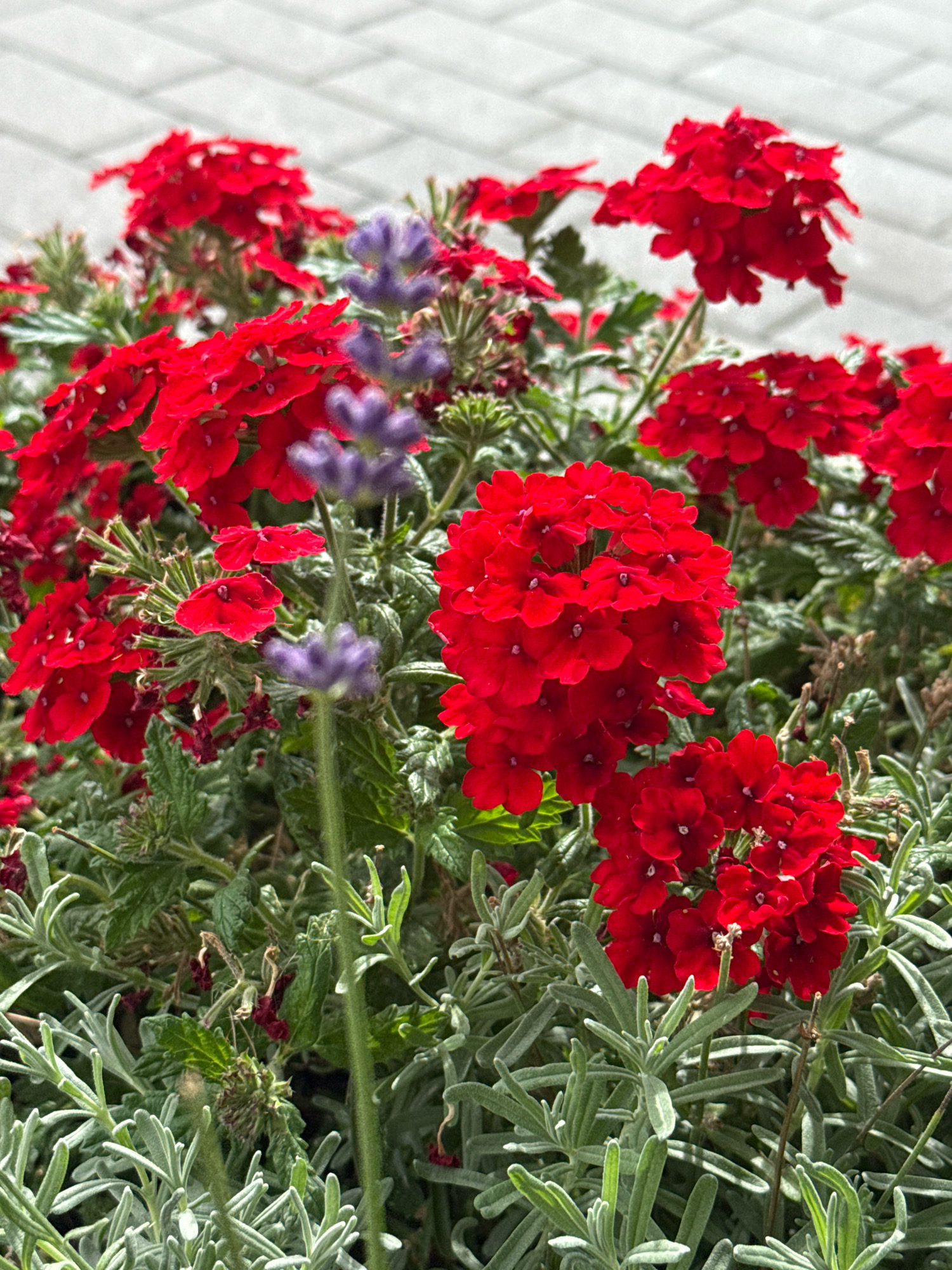 The image shows a close-up of a flowerbed in Werther, Germany. The flowerbed contains a dense arrangement of red verbena flowers, with some interspersed purple lavender flowers and grey-green foliage. The background is out of focus, revealing a light-colored brick or paved surface. There are no people or animals visible in the image.