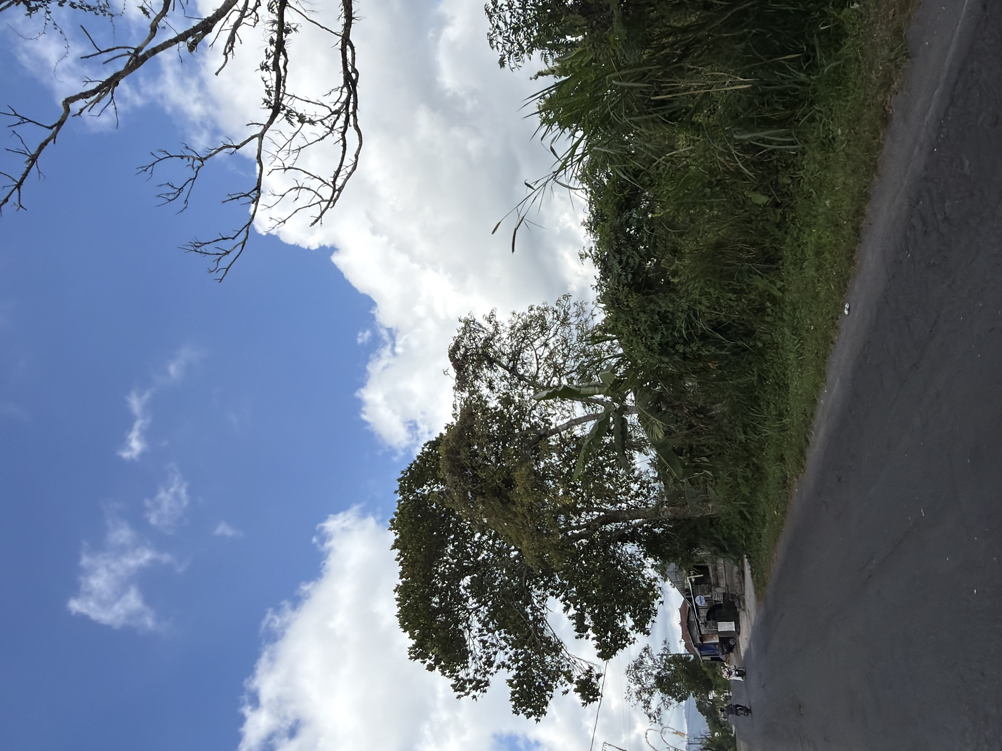The image depicts a street scene in Kintamani, Indonesia, under a bright blue sky with scattered white clouds. A paved road runs diagonally from the lower left to the upper right of the frame. On the left side of the road, two motorcycles are visible, with riders on them. To the right of the road, a dense line of green vegetation, including tall grasses and bushes, forms a natural barrier. Behind the vegetation, a large tree with dark green foliage stands prominently, its branches reaching towards the sky. Further back, a few small buildings with reddish-brown roofs are visible, suggesting a rural or semi-urban setting. Bare, skeletal branches of a tree extend from the upper right corner of the frame, contrasting with the lush greenery. The overall impression is one of a sunny day in a tropical environment, with elements of both nature and human activity.