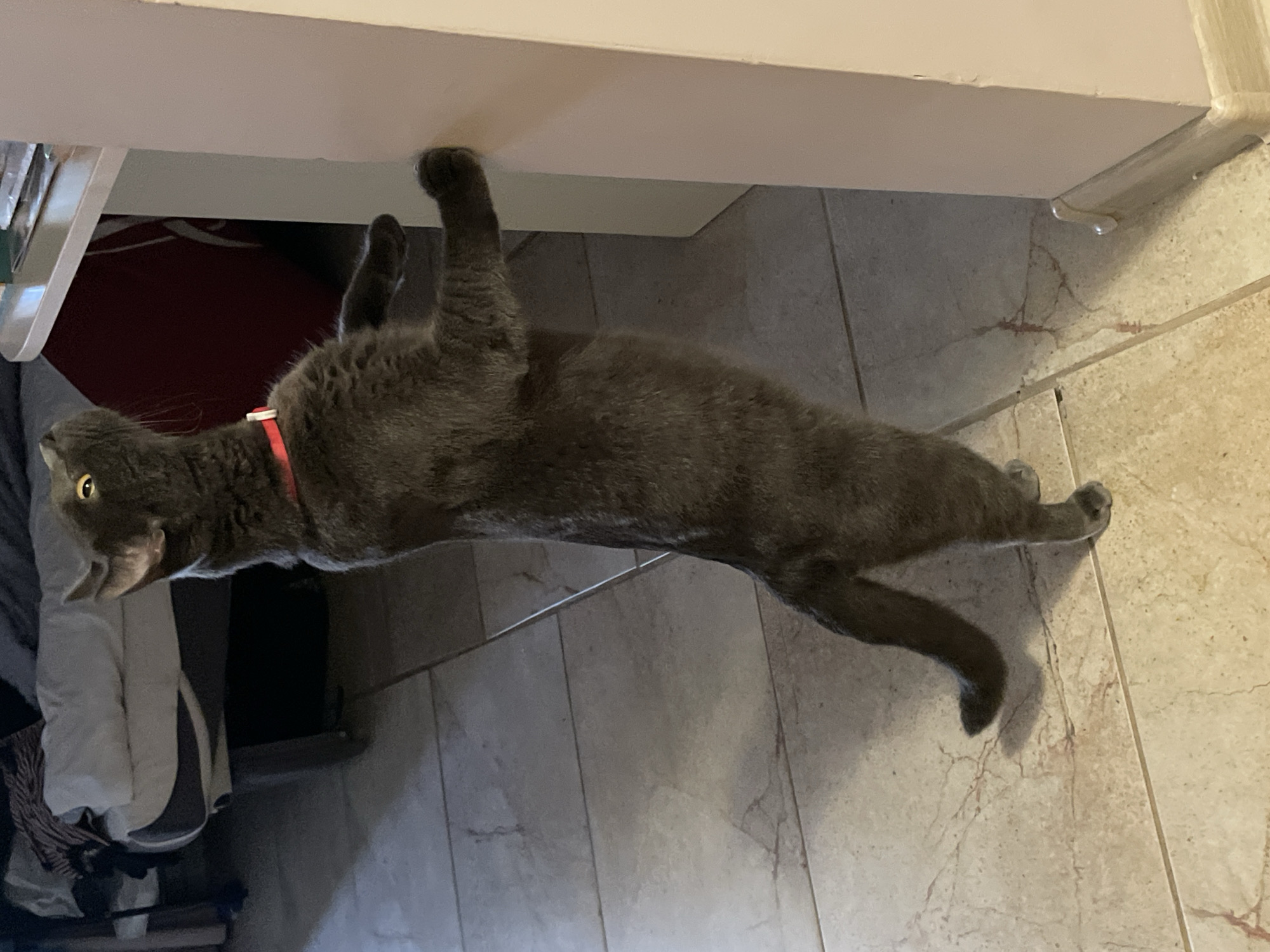 A gray cat is standing on its hind legs, with its front paws resting on a light-colored wall. The cat is looking upwards and to the left. It is wearing a red collar. The floor is tiled with a beige and brown marble pattern. In the background, to the left, is a bed with white and gray bedding, and a dark-colored object that could be a laundry basket. To the right and behind the cat is a white surface, possibly a table or counter, with some items on it. The scene appears to be indoors, likely in a residential setting. The location in the city of Sochi, Russia cannot be determined from the image.