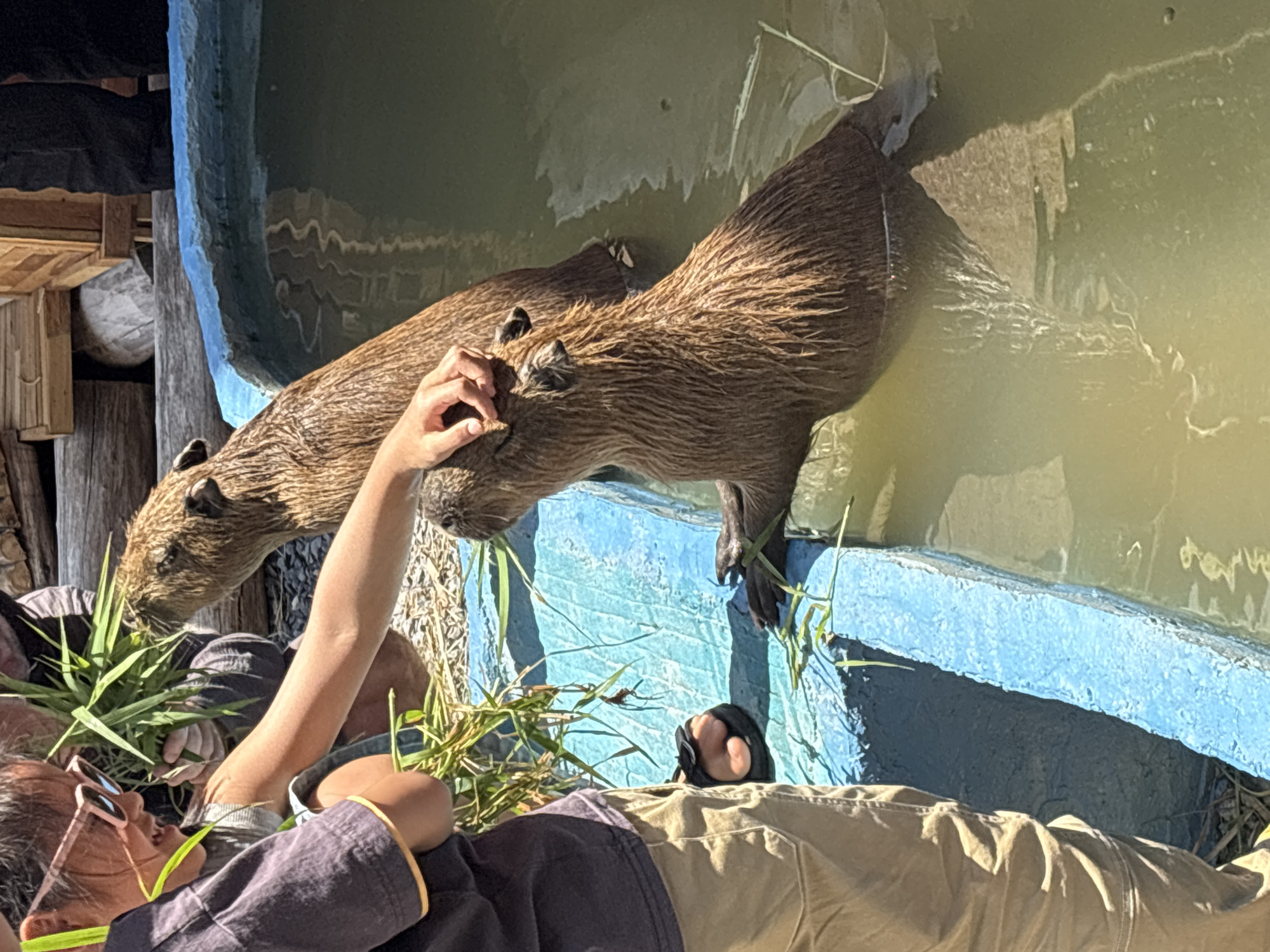The image shows two capybaras, one standing on its hind legs, interacting with a person lying down. The capybara standing is partially submerged in water with its front paws resting on the edge of a blue-painted ledge. The person is lying on their back, wearing khaki pants, a dark shirt, sunglasses, and sandals. The person’s arm is extended, and their hand is touching the capybara's head. There is grass or foliage being held by the person and eaten by the capybara. The setting appears to be an outdoor enclosure, possibly within a zoo or wildlife park in Choeng Thale, Thailand.