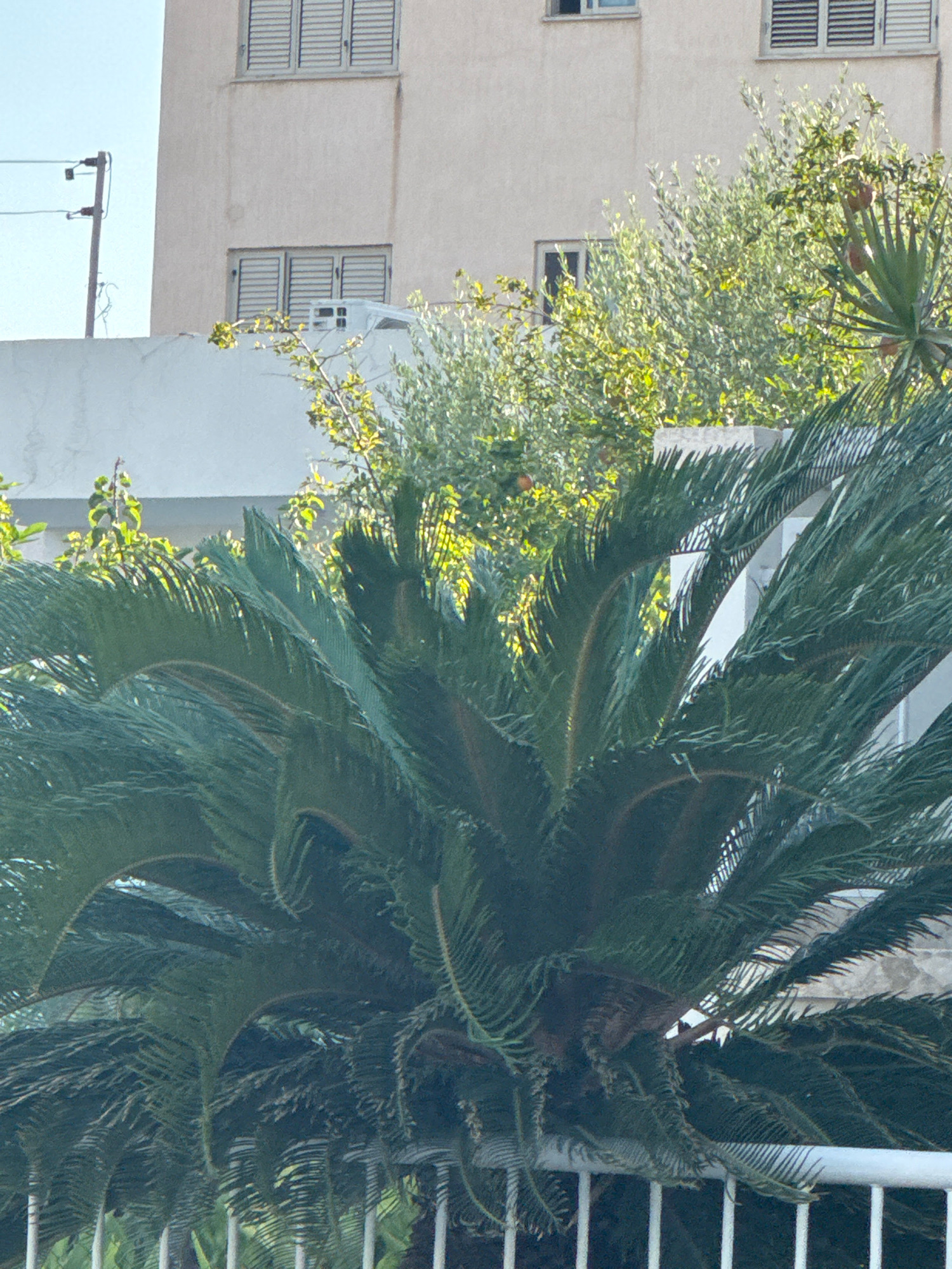 In Mesa Geitonia, Cyprus, a tall, light-colored building with horizontal blinds over its windows dominates the background. To the left, a utility pole with wires extends upward. In the middle ground, lush green trees, some with visible fruit, create a vibrant contrast against the building. A palm-like plant with dark green, spiky fronds occupies the foreground, partially obscuring a white railing. The overall scene suggests an outdoor urban environment with a mix of vegetation and architecture under natural light.