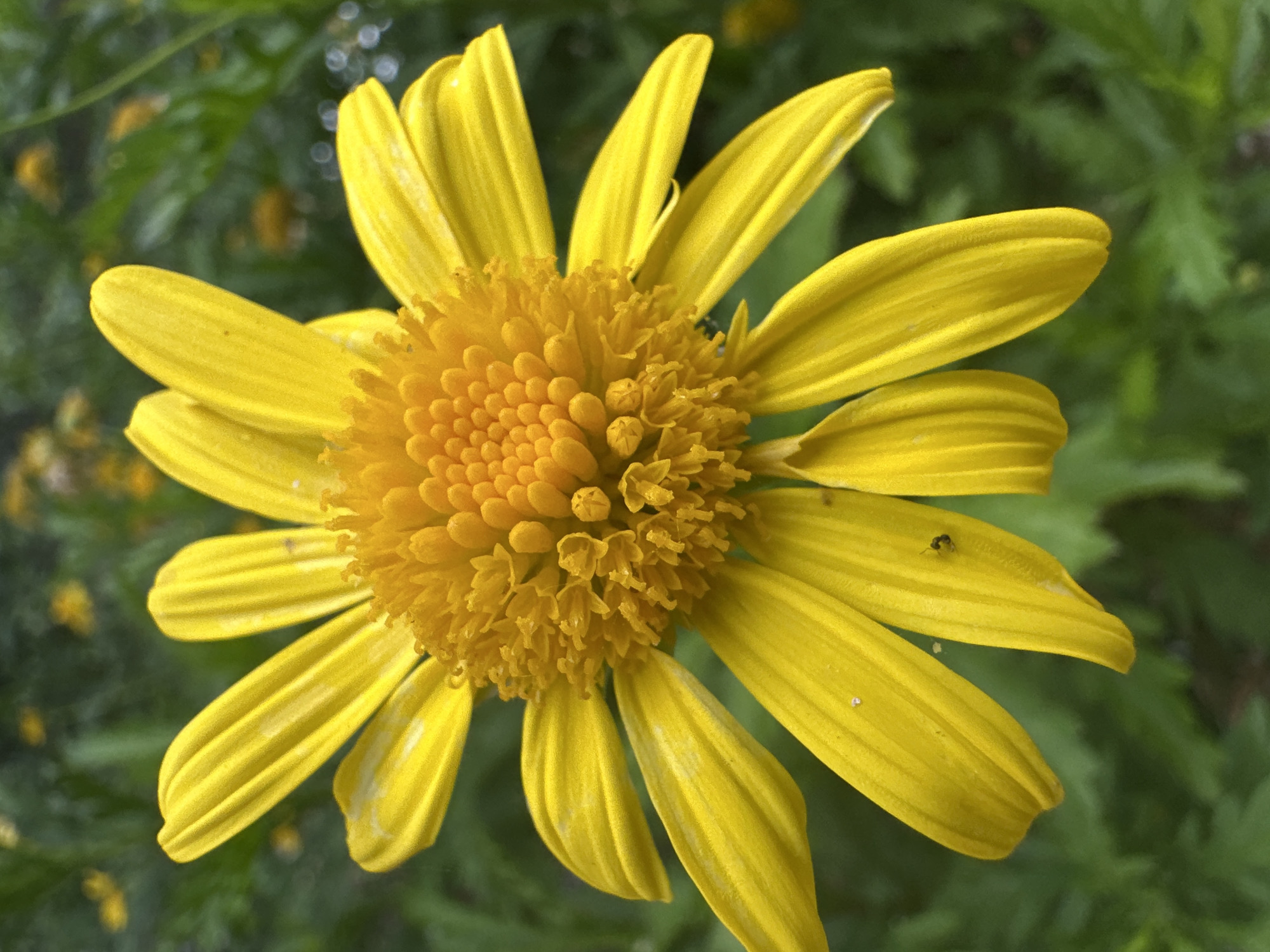 A close-up, overhead shot depicts a bright yellow flower in full bloom. The flower has numerous elongated petals radiating outwards from a densely packed, spherical center composed of smaller, globular structures. A small insect rests on one of the petals. The background is a blur of green foliage. The image appears to have been taken in an outdoor setting. Sesto Campano, Italy, is not discernible in this image.