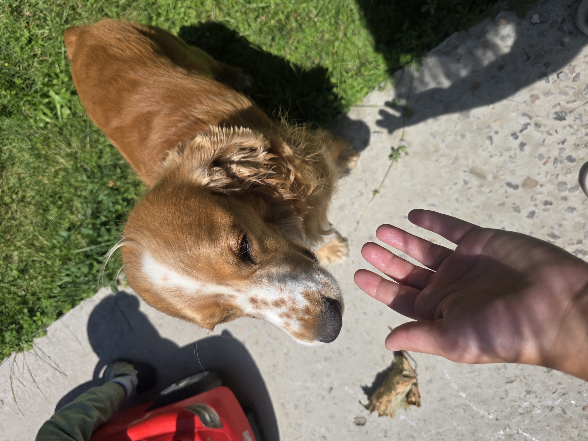 In Golyanovtsi, Bulgaria, a brown and white English Cocker Spaniel dog is positioned on a concrete surface next to a patch of green grass. The dog is looking downwards towards a hand extended from the bottom left of the frame. To the left of the dog and hand, a red toy car is partially visible. The scene is illuminated by sunlight, casting shadows on the ground.