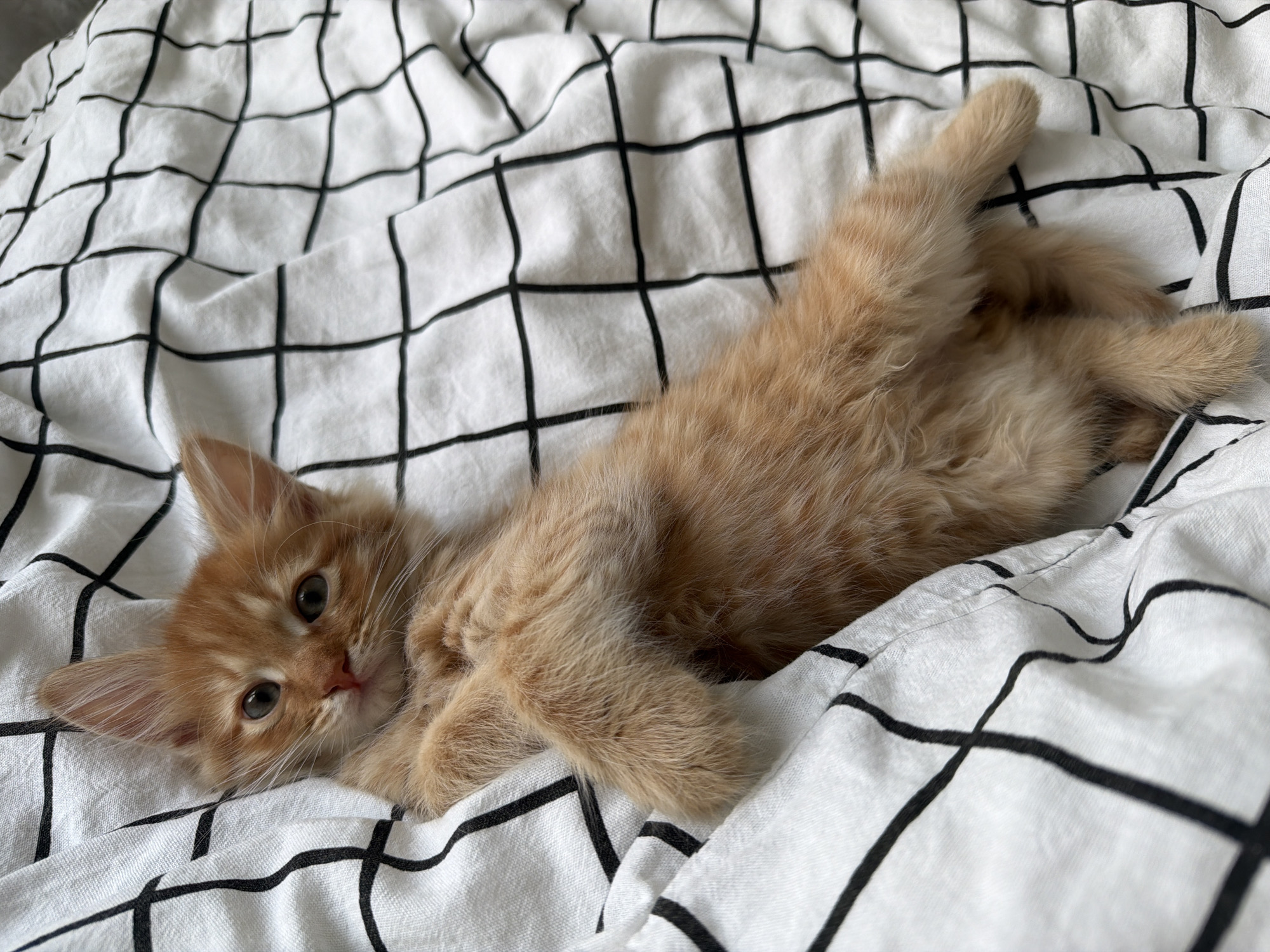 A ginger kitten is lying on a white bedsheet patterned with a black grid. The kitten is facing towards the camera, with its head resting on the bedsheet and its body stretched out. The background is blurry. It is not possible to discern the location as Khimki, Russia from the visual information.
