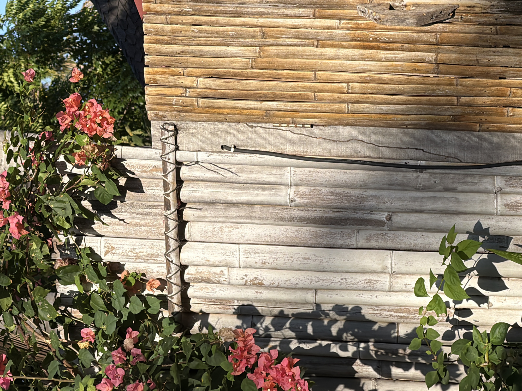 The image shows the exterior of a building, likely a house, with walls constructed from bamboo. The upper portion of the wall is made of golden brown bamboo, while the lower section is painted a faded white, with signs of aging and wear. A black cable runs horizontally across the lower wall.
To the left of the wall, a bougainvillea plant with green leaves and pink flowers climbs upwards. To the right, another plant with green leaves is visible. The scene is bathed in sunlight, creating shadows on the wall. The location is Unknown, Indonesia.