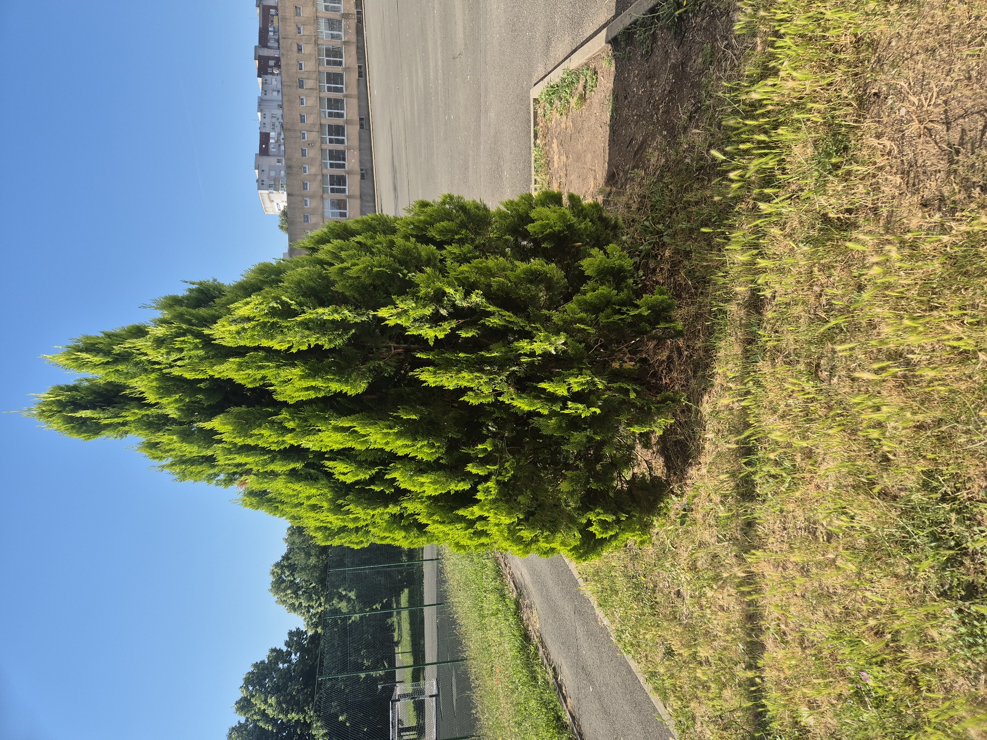 A full, medium shot captures a vibrant, conical evergreen tree situated in a grassy patch with dry grass and some small green shoots. The tree is centrally located, its lush green foliage contrasting with the surrounding environment. Behind the tree, a paved area, likely a schoolyard or parking lot, extends towards a long, multi-story building with numerous windows. The building appears to be a school or institutional structure. To the left of the tree, a chain-link fence borders a green sports field, and beyond that, more trees are visible. The sky above is a clear, bright blue, indicating a sunny day. The scene is devoid of any human presence.